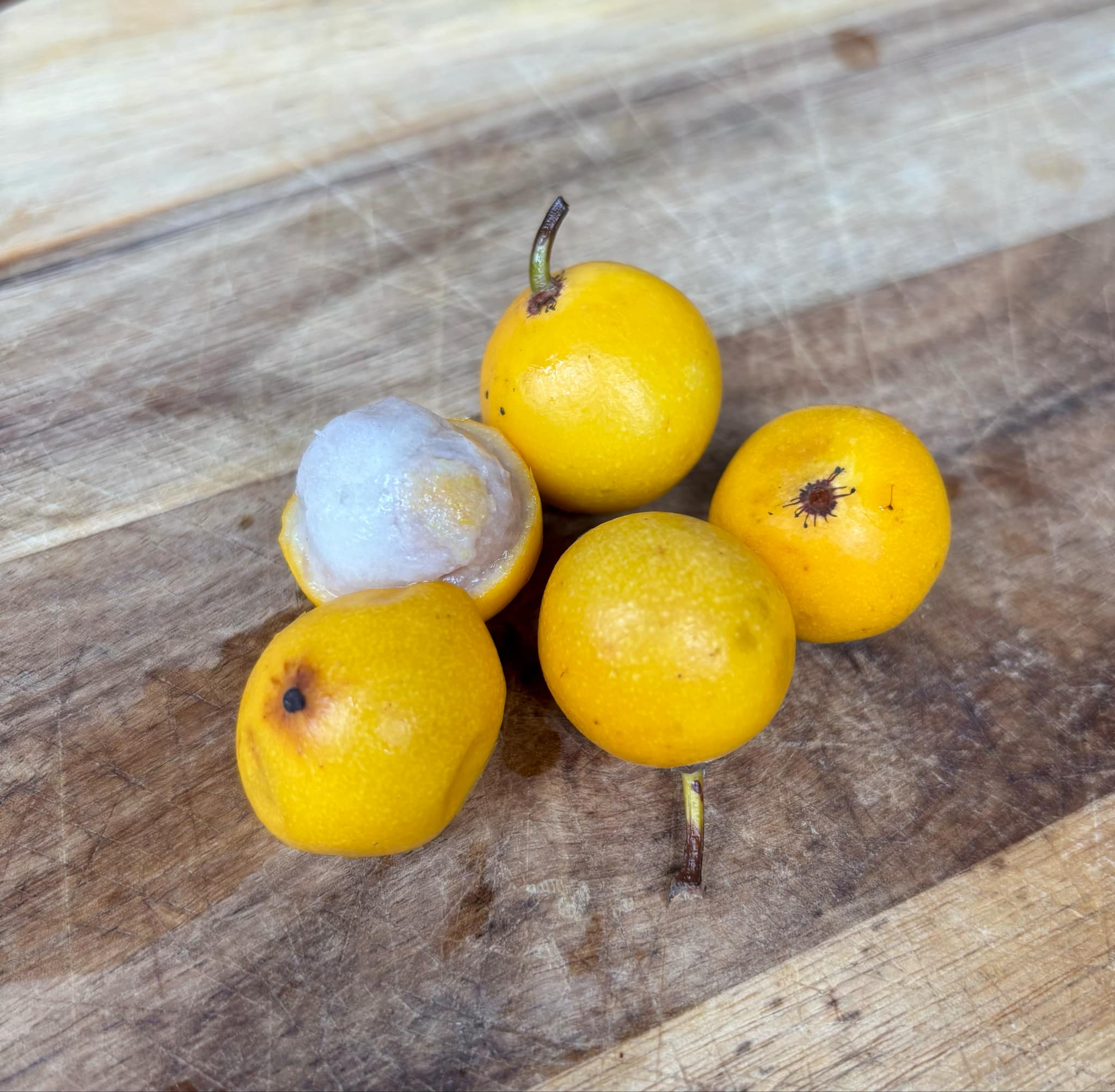 Lemon Drop Mangosteen (Garcinia intermedia) - 1 fresh seed / 1 frischer Samen