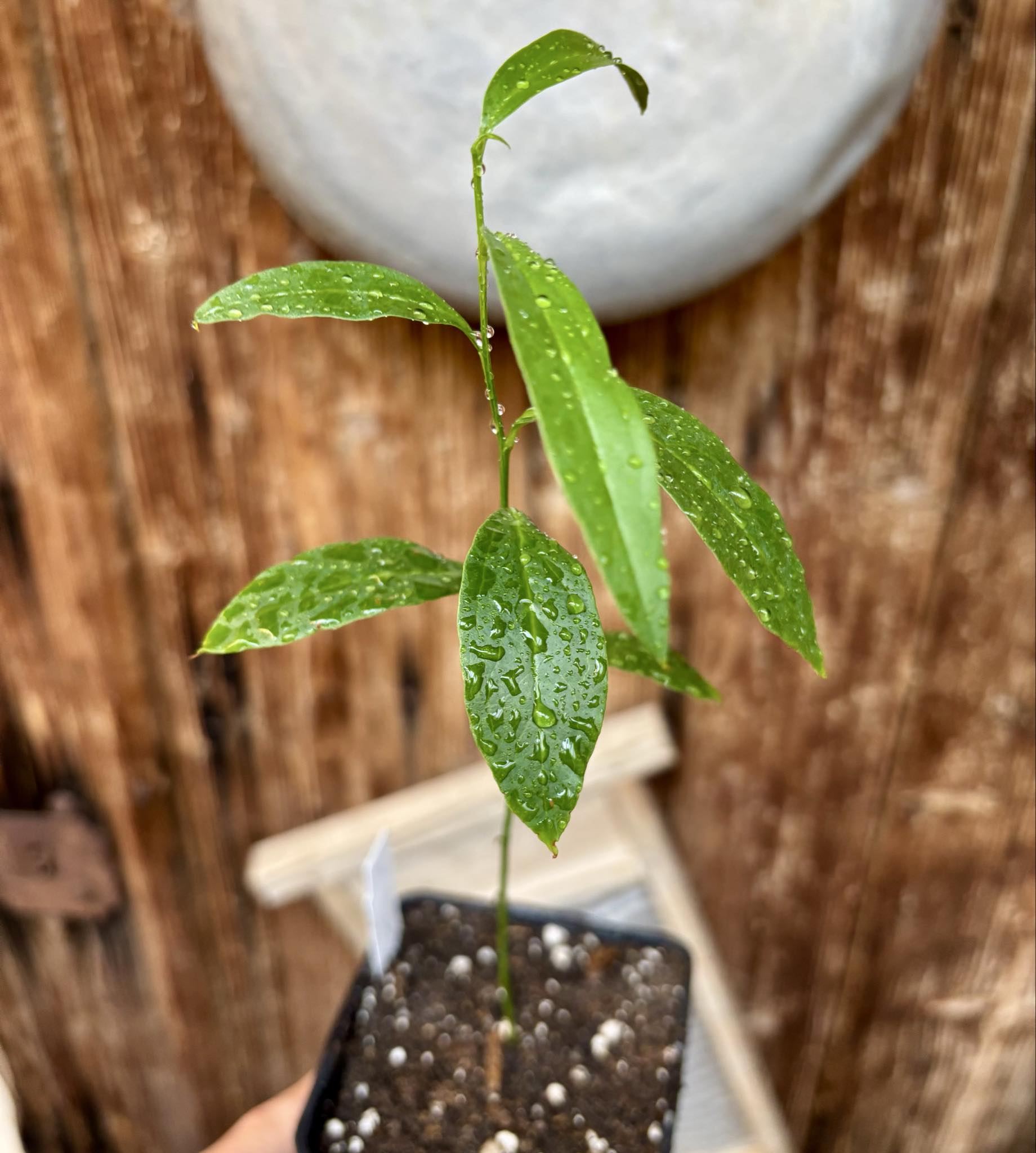 Ximenia americana - Ameixa da Caatinga - 1 potted seedling / 1 getopfter Sämling