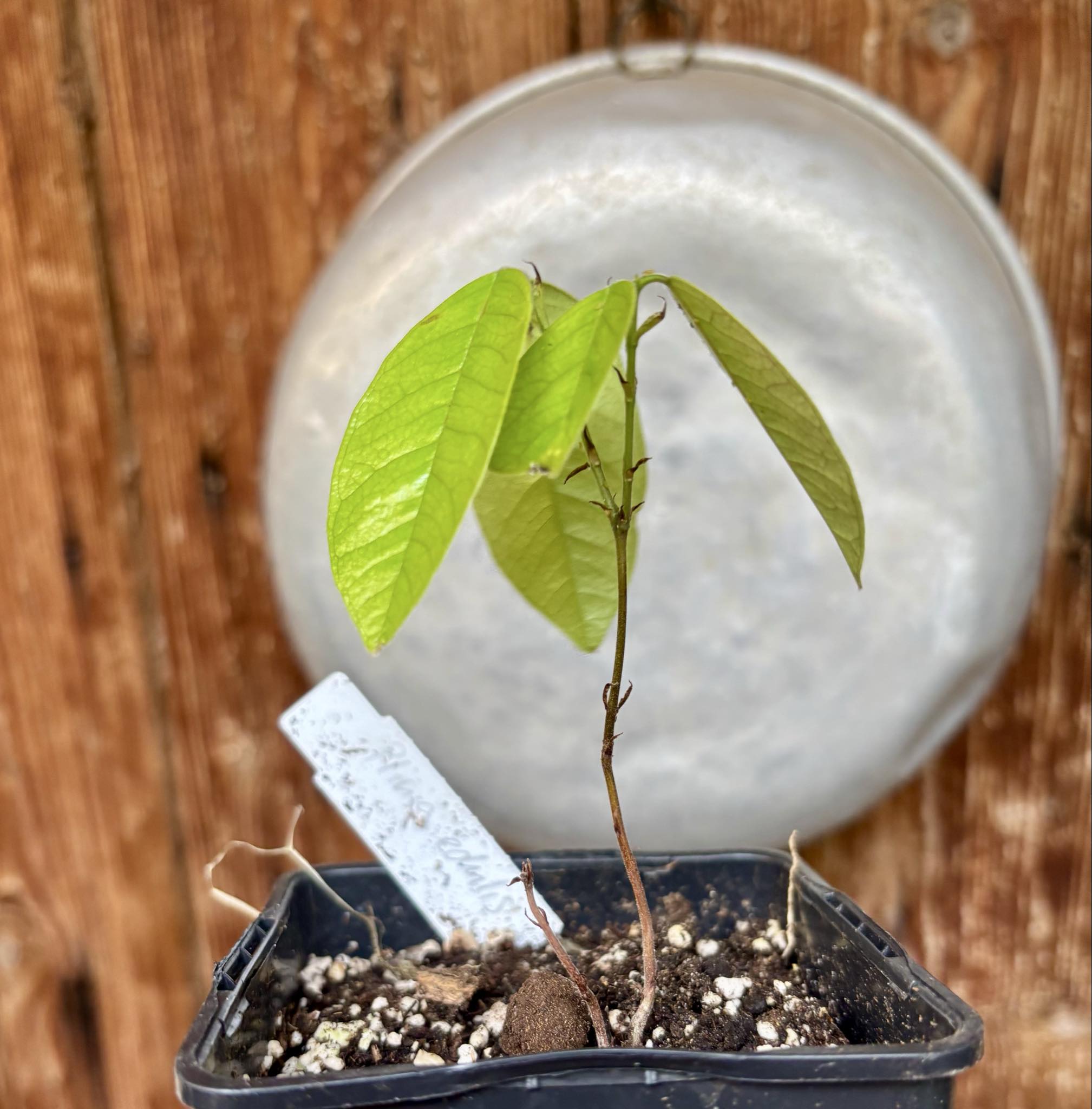 Cambuca var. Duke (Plinia edulis) - 1 potted seedling / 1 getopfter Sämling