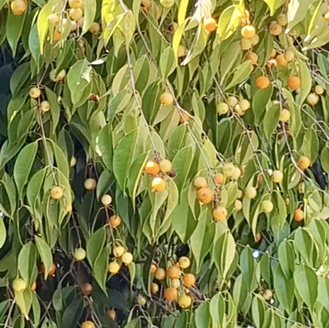 Yellow Guaburiti (Plinia rivularis var. flava) - 1 fresh seed / 1 frischer Samen