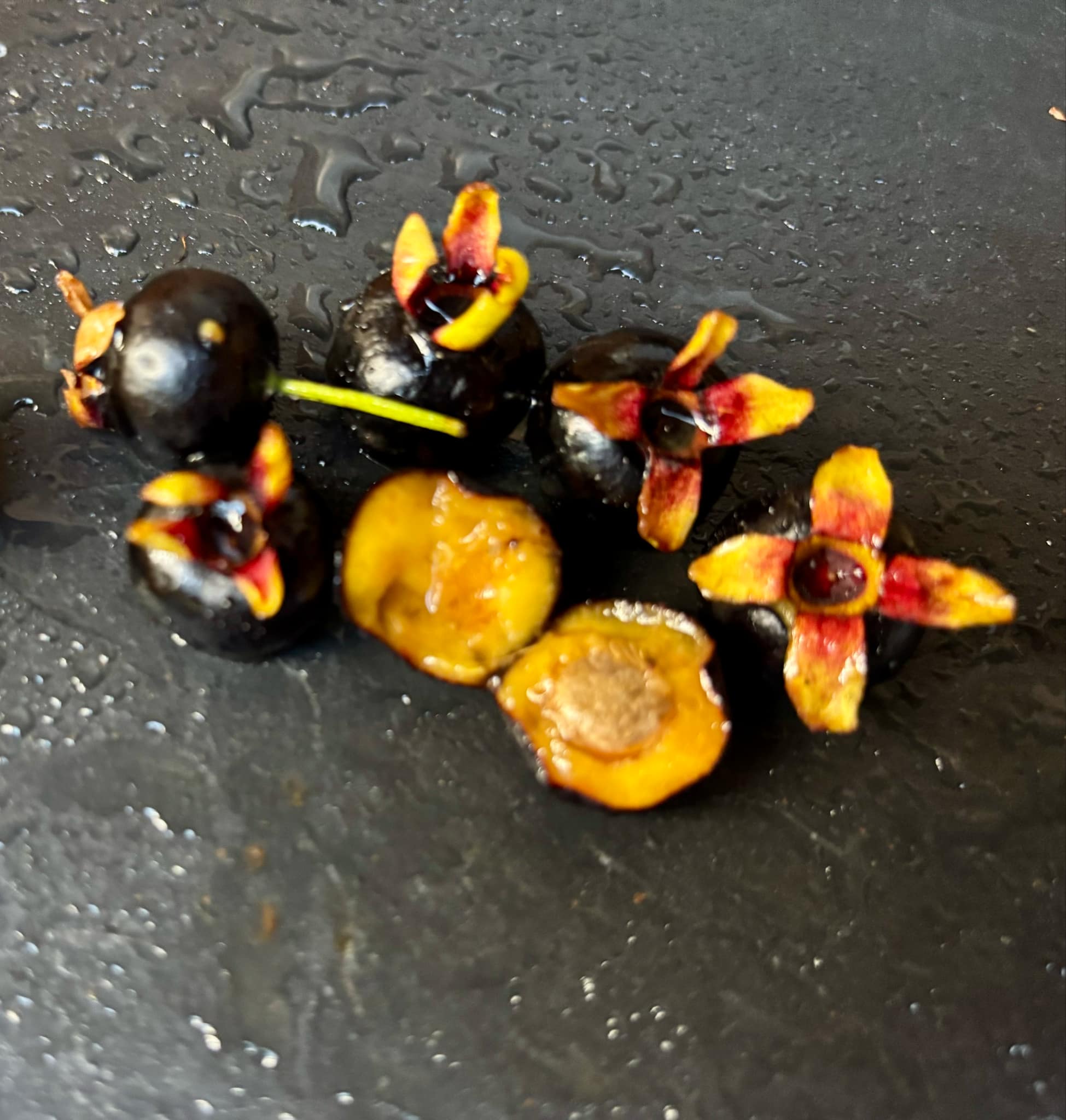 Grumixama (Eugenia brasiliensis) - 1 fresh seed / 1 frischer Samen