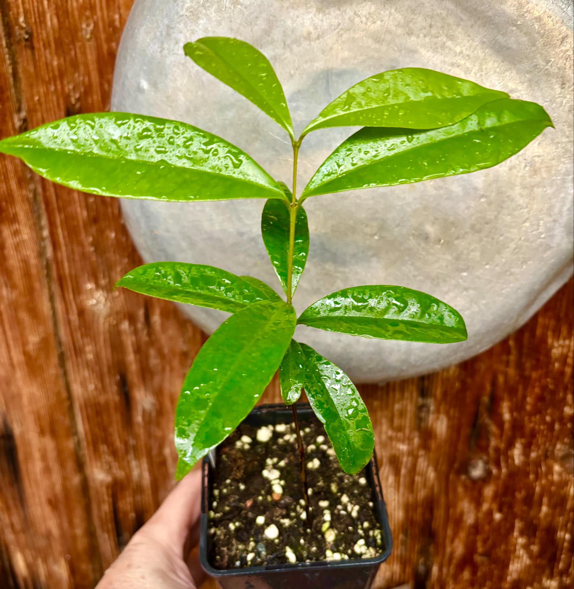 Cereja Grande da Bahia (Eugenia sp) - 1 potted plant / 1 getopfte Pflanze