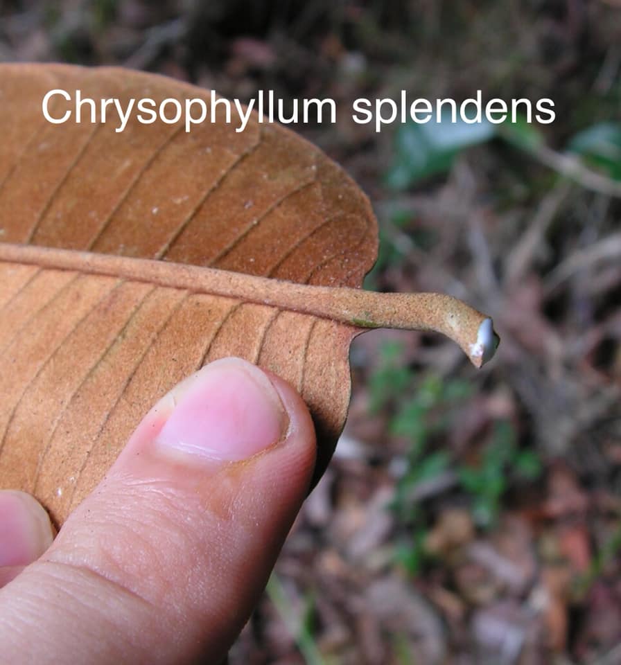 Pre Order - Chrysophyllum splendens  - 1 fresh seed / 1 frischer Samen
