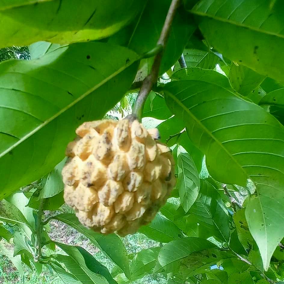 Annona rensoniana  - 2 germinated seeds / 2 gekeimte Samen