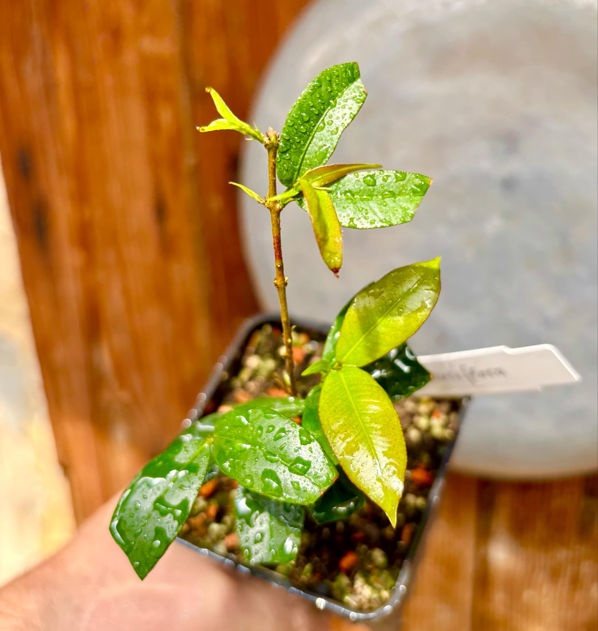 Siphoneugena densiflora - 1 potted plant/ 1  getopfte Pflanze