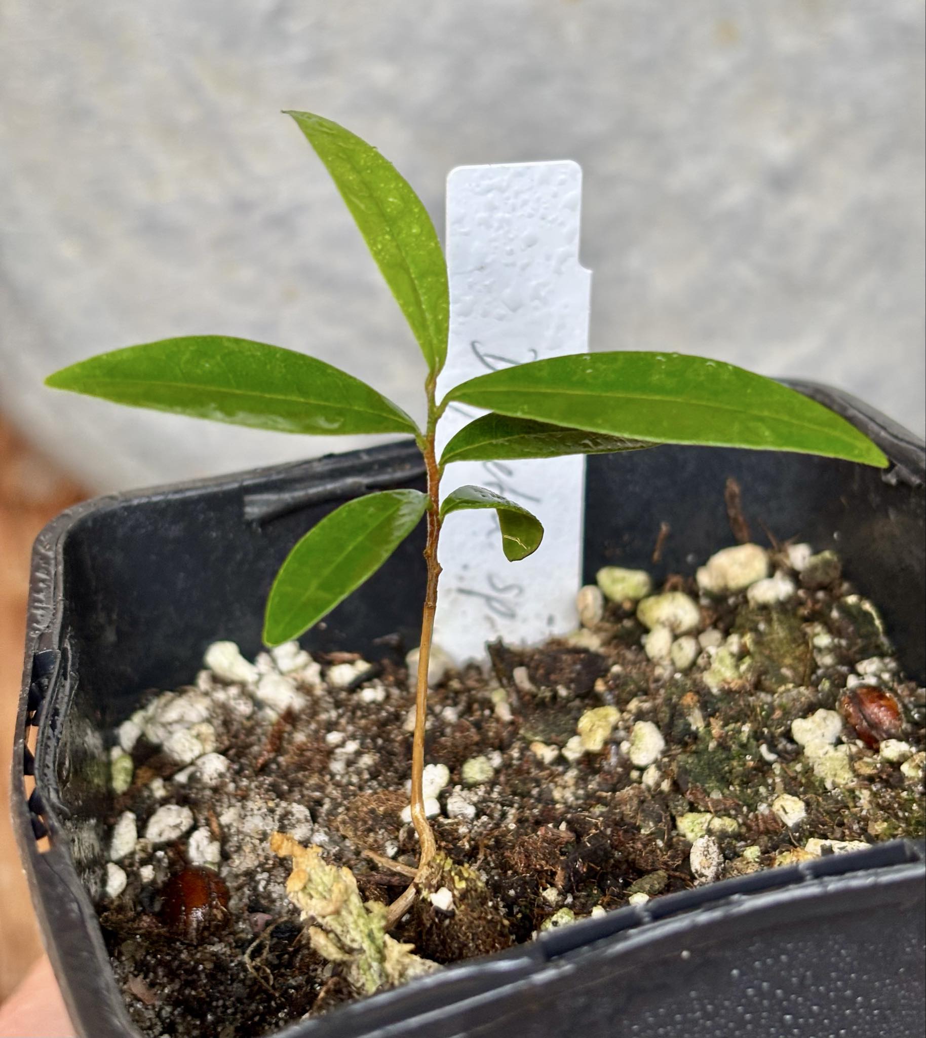 Duguetia sp Ceara - 1 potted seedling / 1 getopfter Sämling