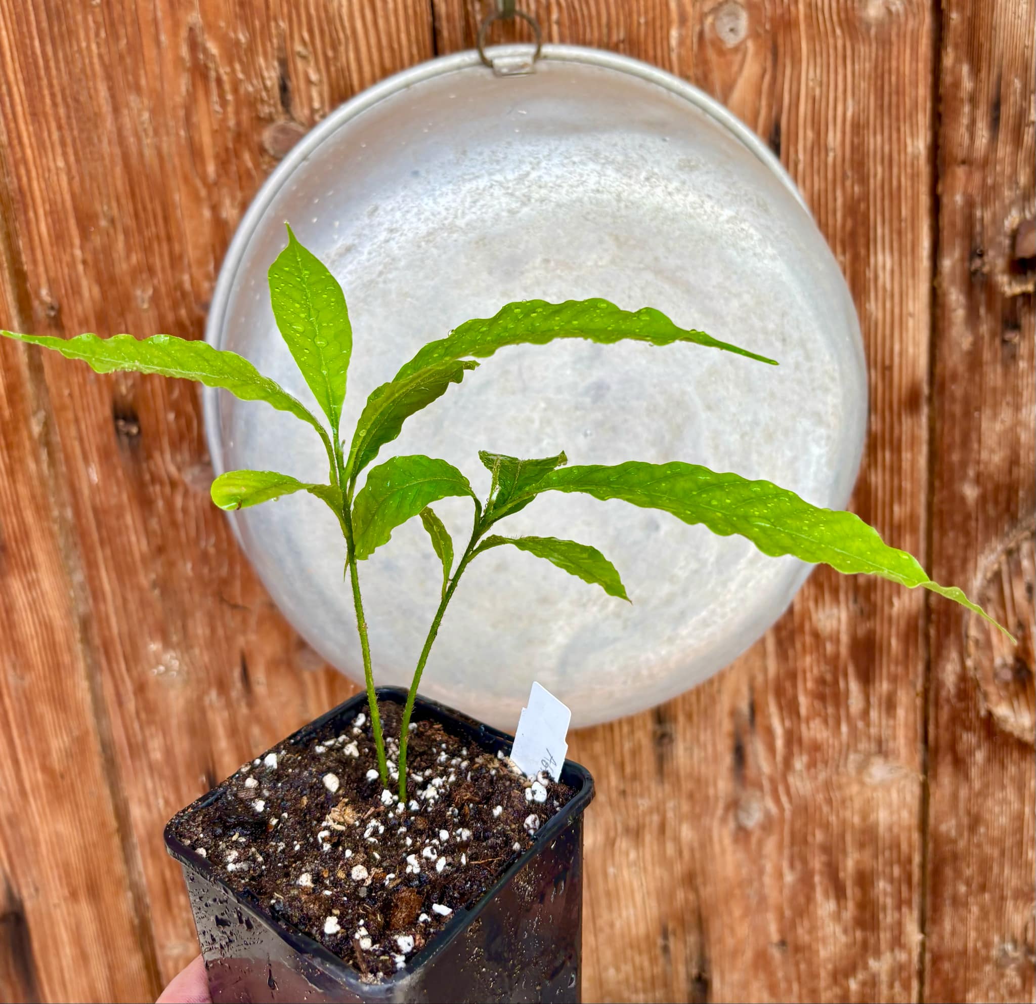 two out of one seed - Abiu (Pouteria caimito) - 1 potted plant / 1 getopfte Pflanze