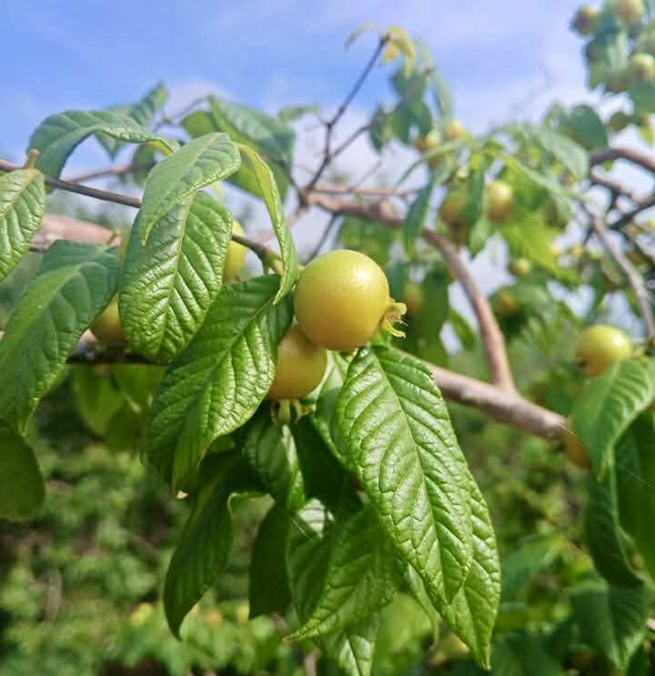 pre Order - Campomanesia aromatica var. Yellow - 1 fresh seed / 1 frischer Samen