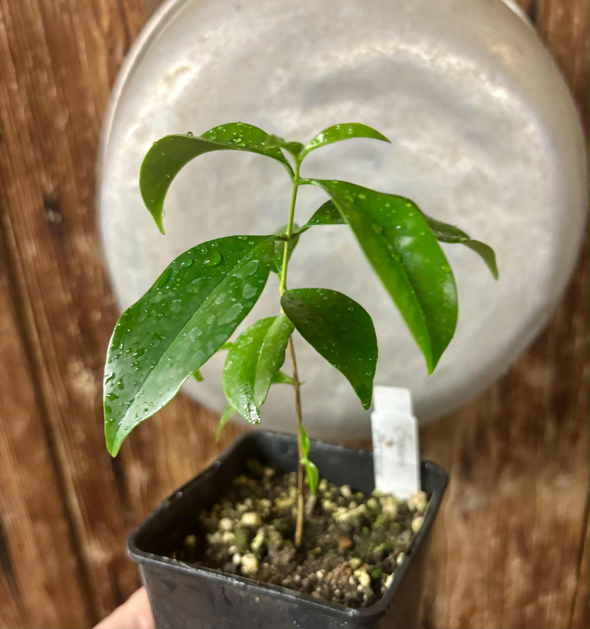 Eugenia zuccarini - 1 potted seedling / 1 getopfter Sämling