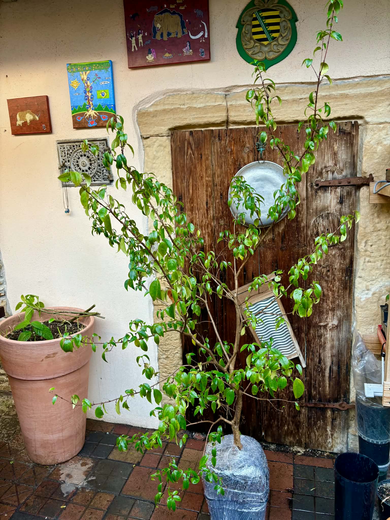 10 years old - many fruits every year - Eugenia uniflora var. Tutti Colore  - 1 plant / 1 Pflanze