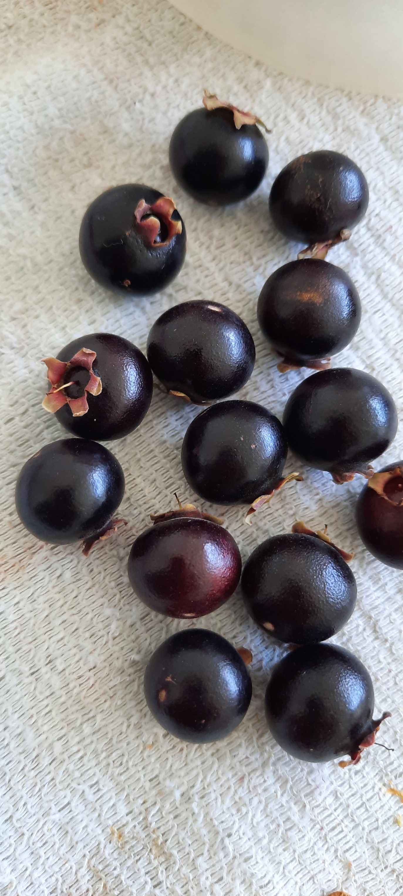 pre Order - Campomanesia aromatica var. Black - 1 fresh seed / 1 frischer Samen