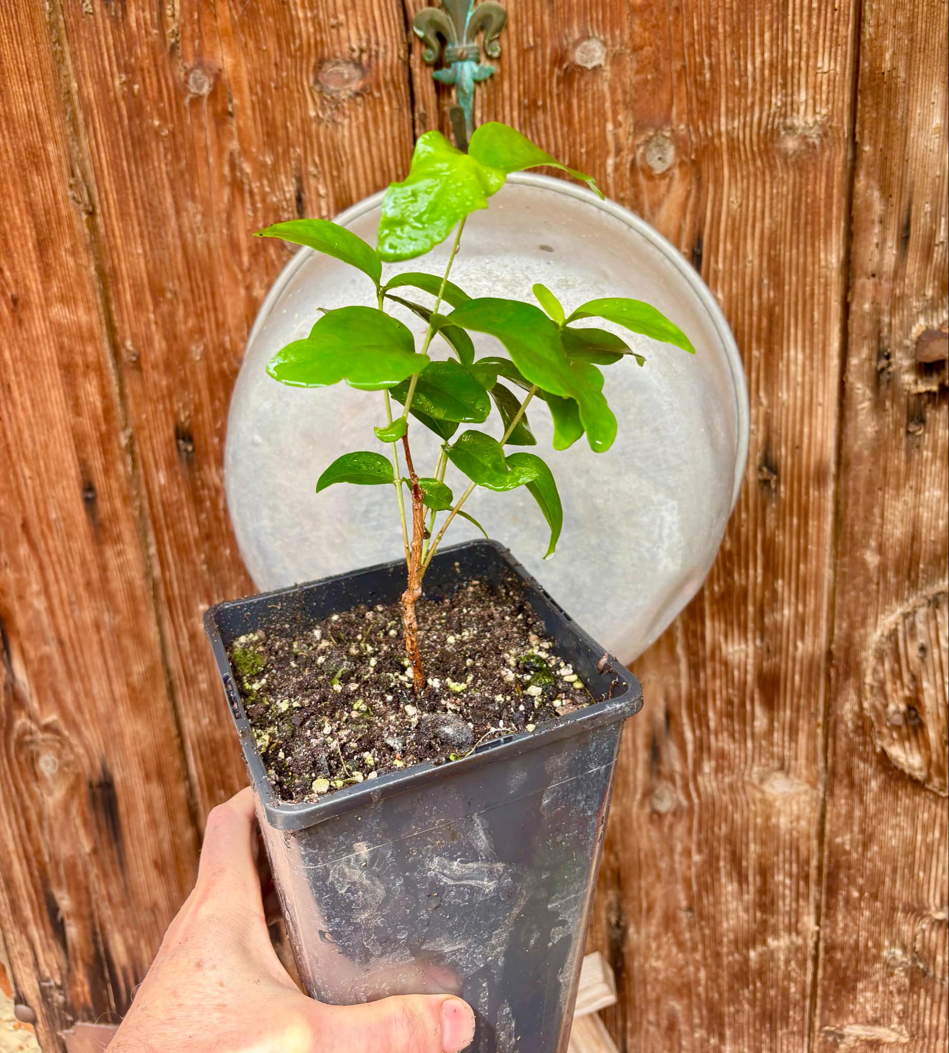 Eugenia sp Laranja Serralandia - 1 potted plant / 1 getopfte Pflanze