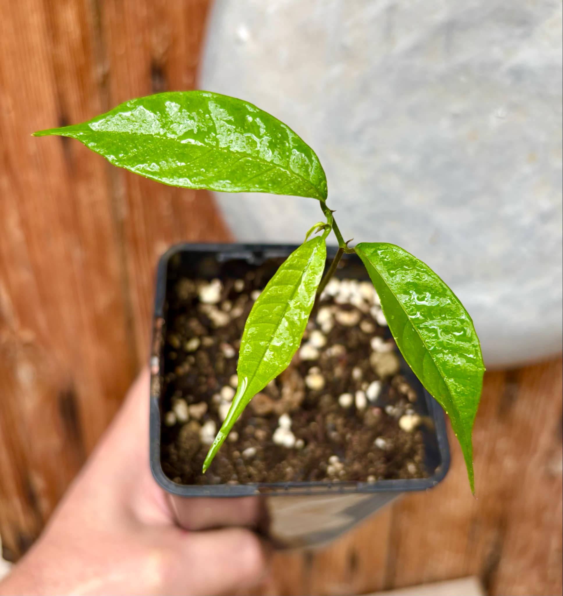 Kesusu (Prainea limpato) - 1 small potted seedling / 1 kleiner, getopfter Sämling Kesusu (Prainea limpato) - 1 small potted seedling / 1 kleiner, getopfter Sämling