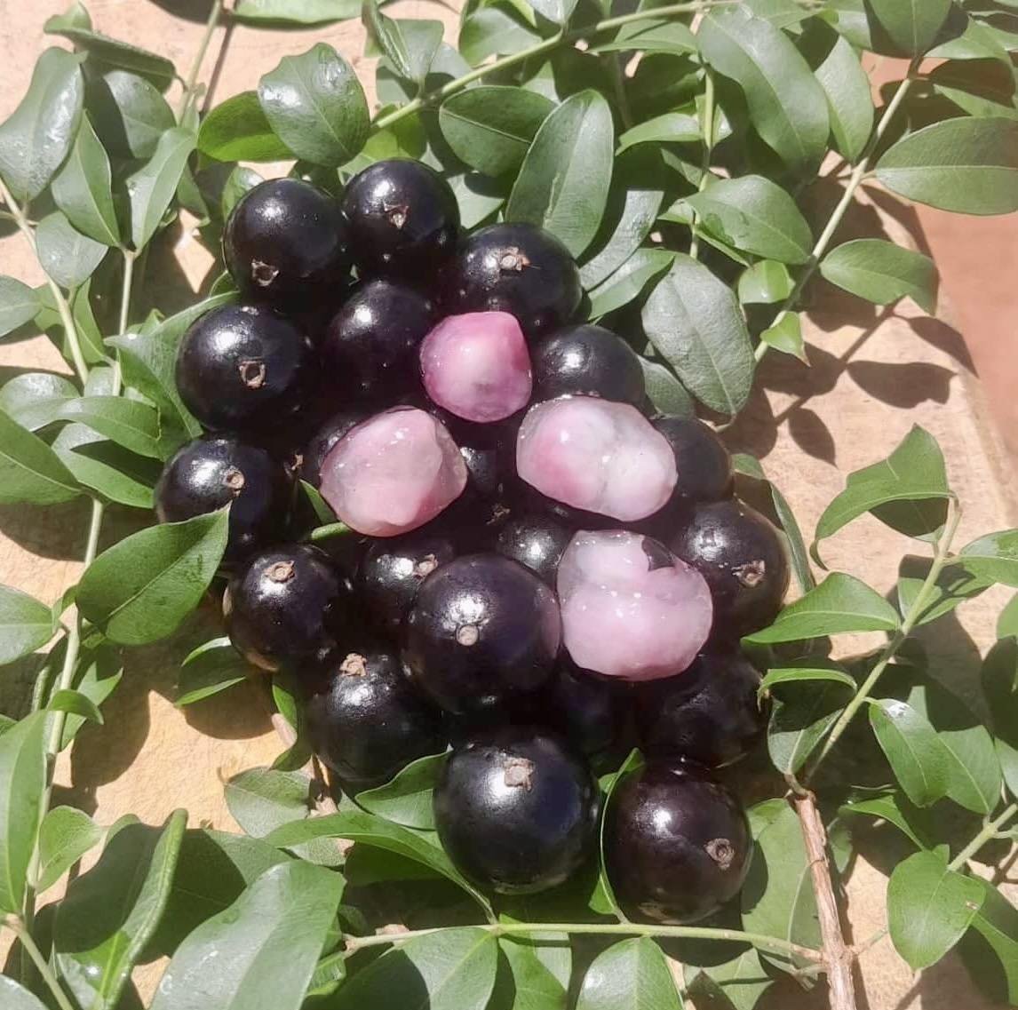 Jaboticaba - Plinia sp Canelinha Polpa rosea - 1 small potted seedling / 1 kleiner, getopfter Sämling