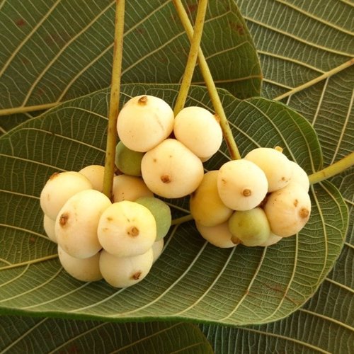 Veludo branco - Guettarda viburnoides -  1 fresh seed / 1 frischer Samen