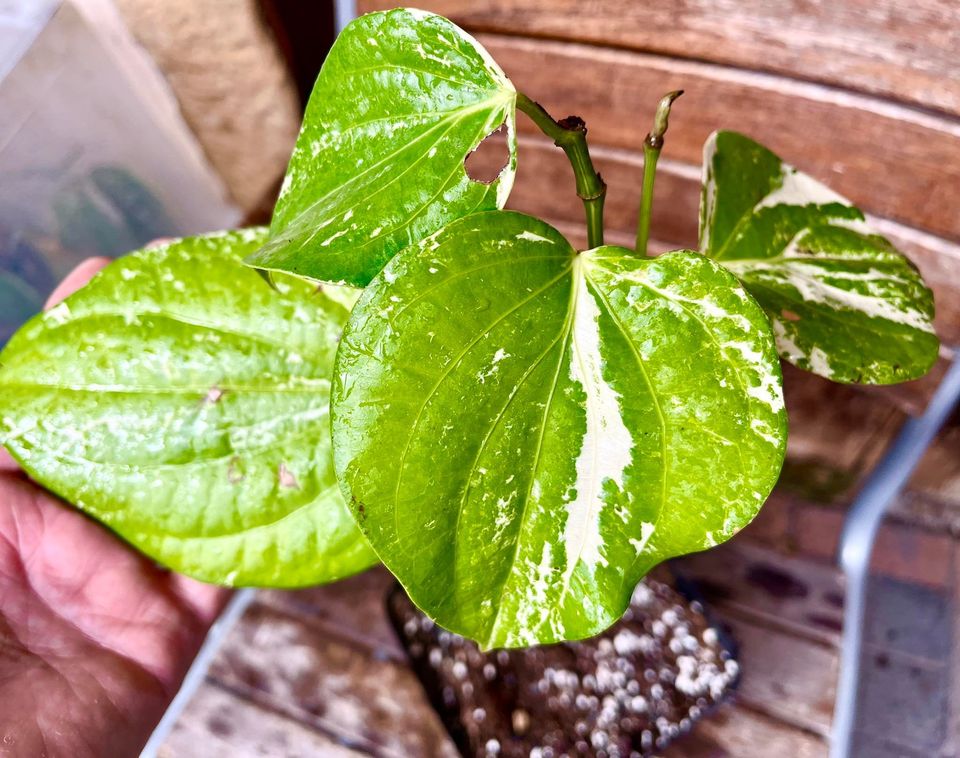 Variegated Piper nigrum plant,  1 grafted, potted plant / 1 veredelte, getopfte Pflanze