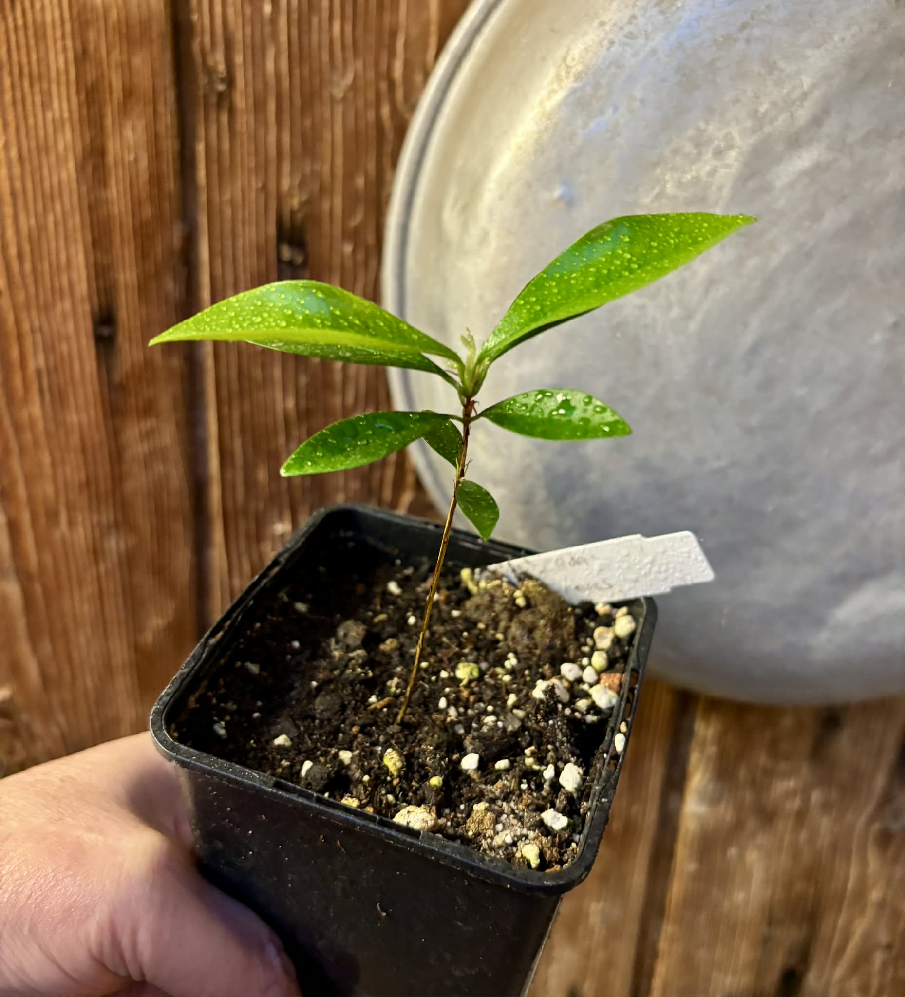 Eugenia nutans - 1 small potted seedling / 1 kleiner, getopfter Sämling