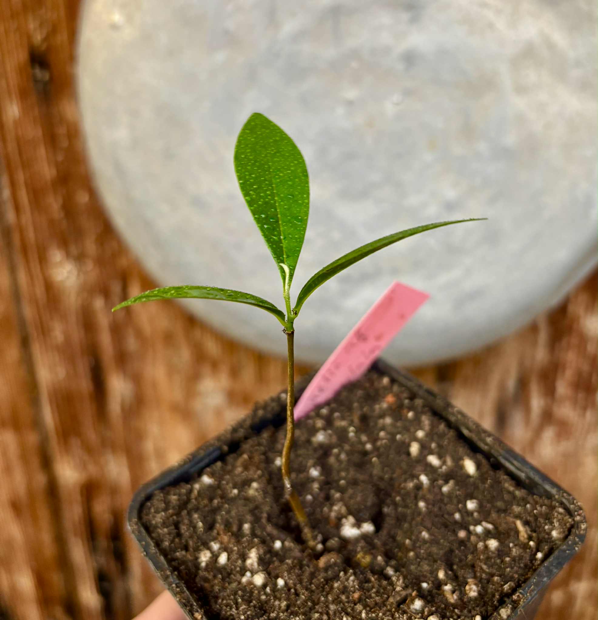 Duguetia aff. lanceolata - Pindauva Roxa -   1 potted plant / 1 getopfte Pflanze