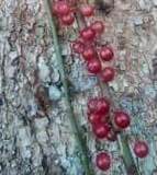 Stylogyne cauliflora - 1 potted seedling / 1 getopfter Sämling