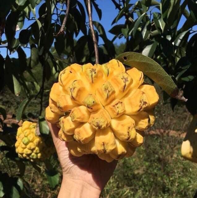 Kadsura coccinea "Yellow" - potted plant / getopfte Pflanze
