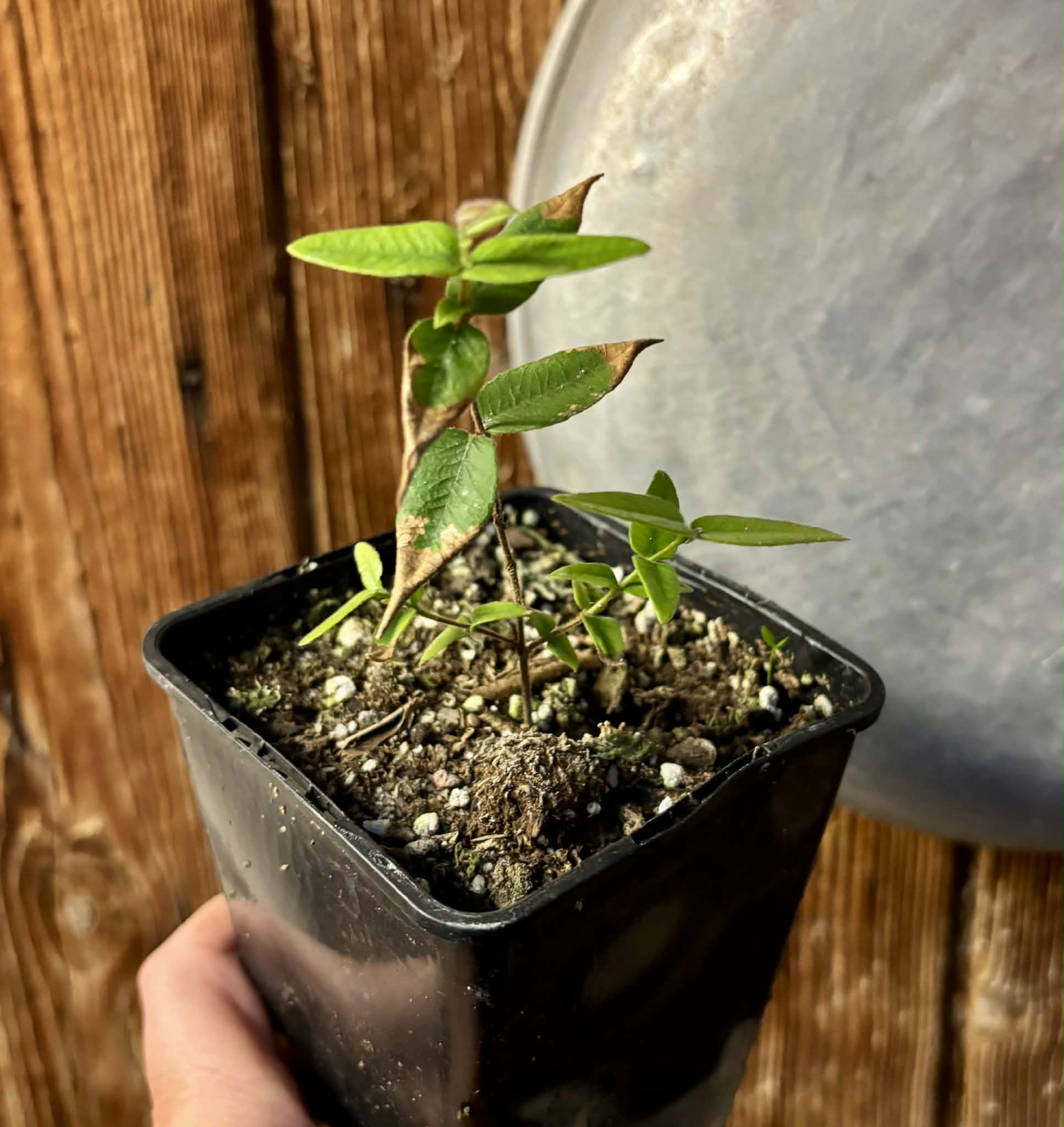 Myrciaria caerulescens (Roxa - Blue Guaquiea) - 1 potted seedling / 1 getopfter Sämling