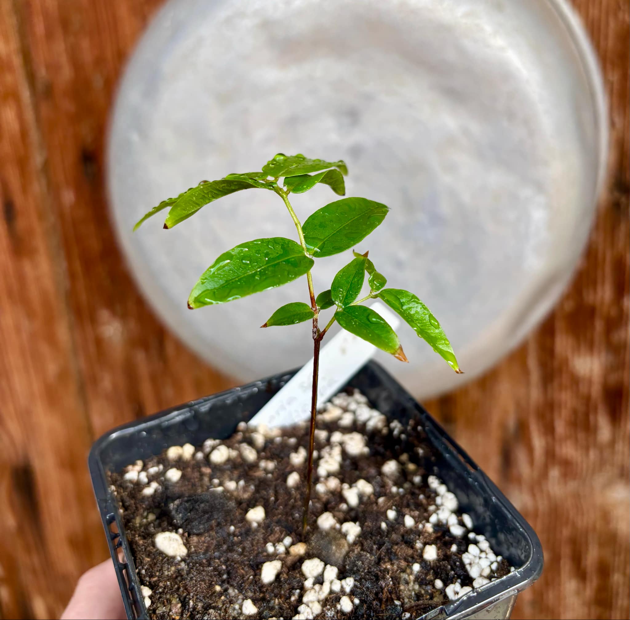 Myrciaria sp Jaboticaba - 1 potted plant / 1 getopfte Pflanze