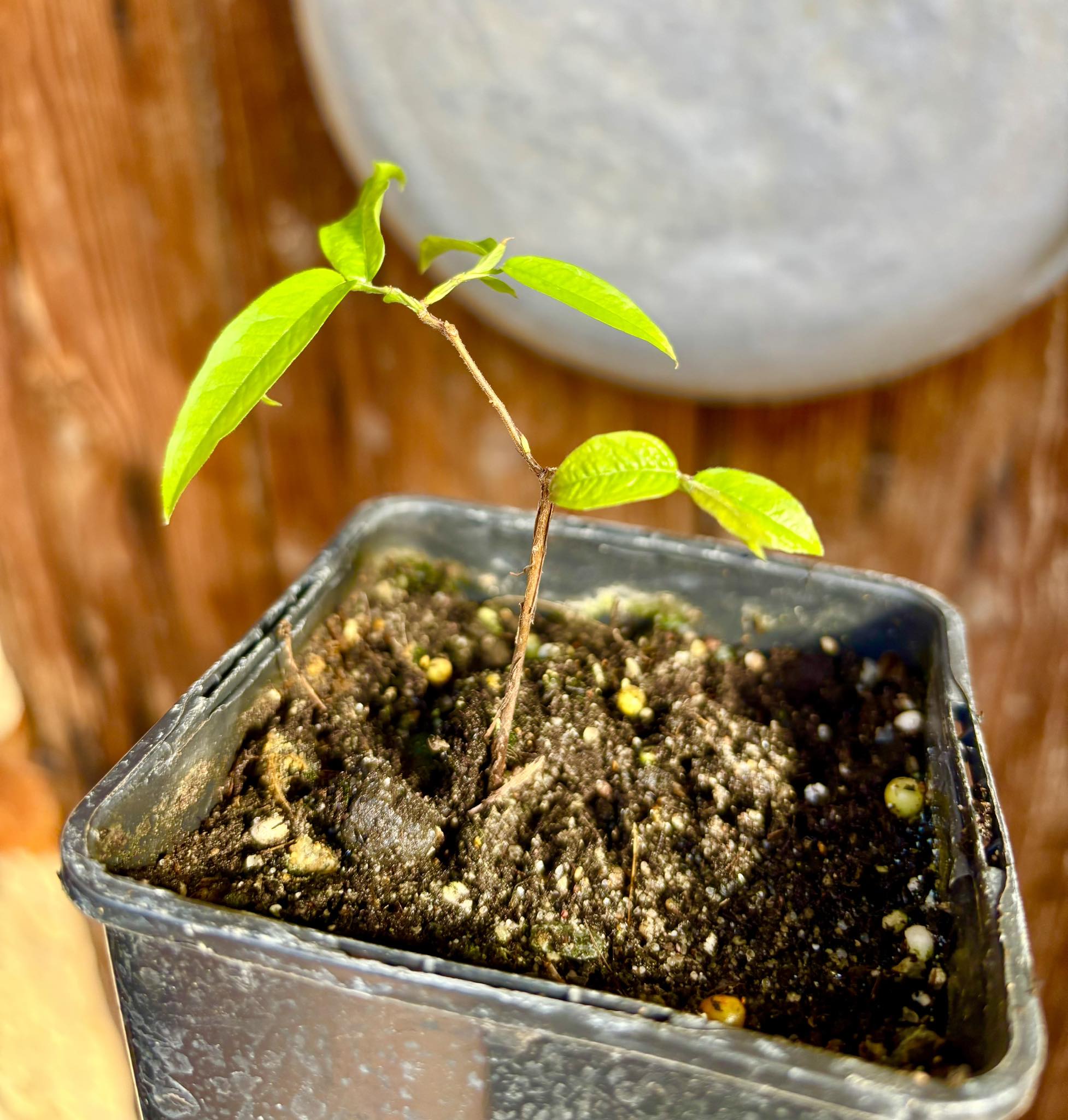 Plinia aureana var. Branca Gigante Otto Anderson - 1 potted plant / 1 getopfte Pflanze