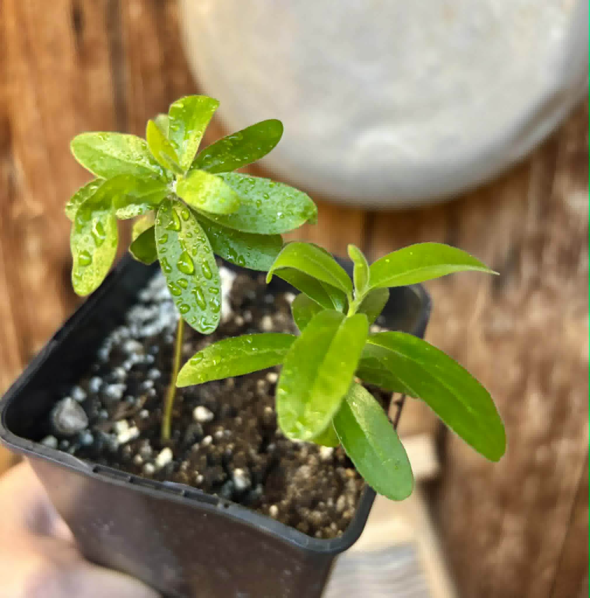 2 in 1 pot - Kei Apple (Dovyalis caffra) - 2 plants in one pot / 2 Pflanzen in einem Topf