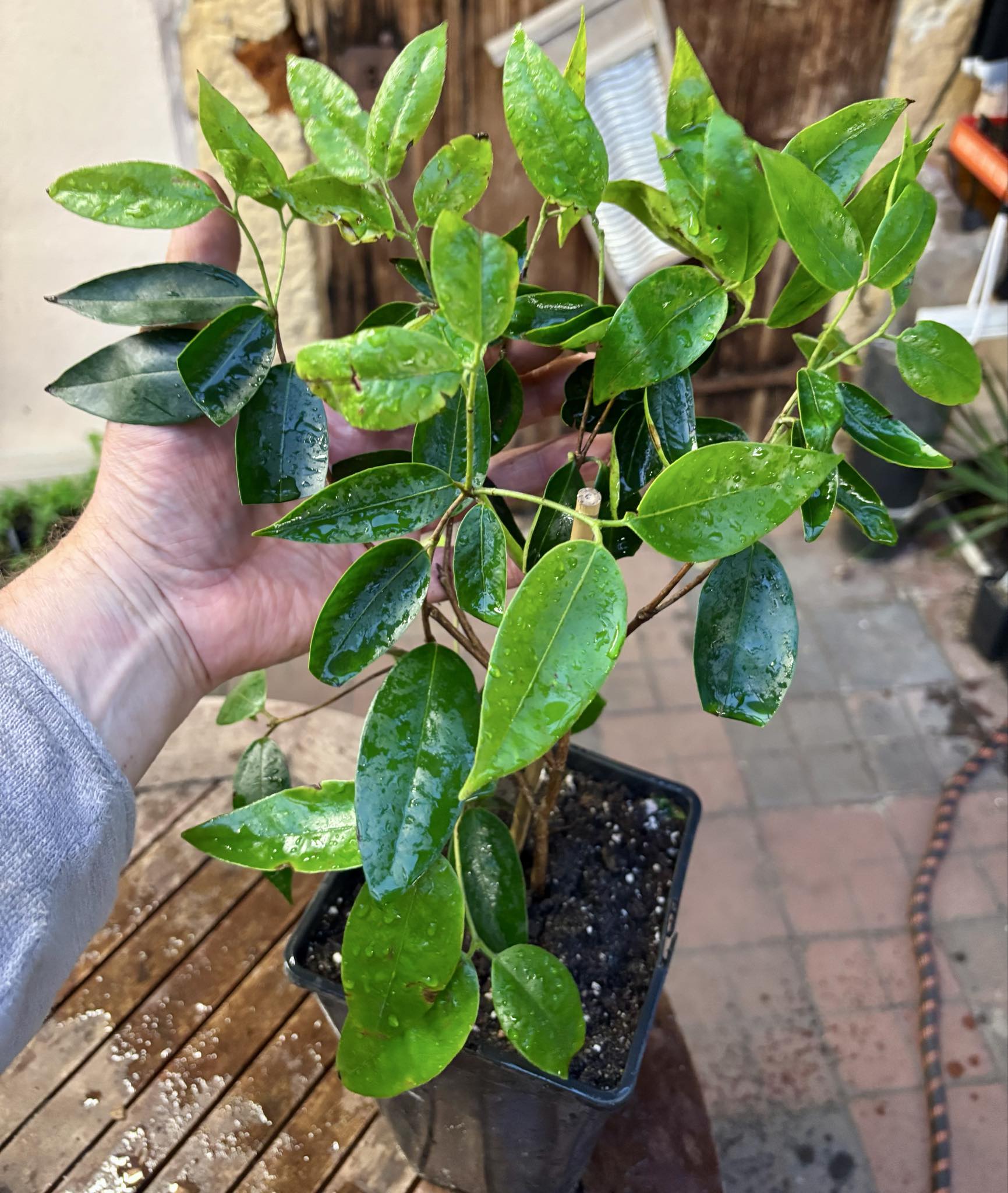 three years old - Cambuca (Plinia edulis) - 1 potted plant / 1 getopfte Pflanze