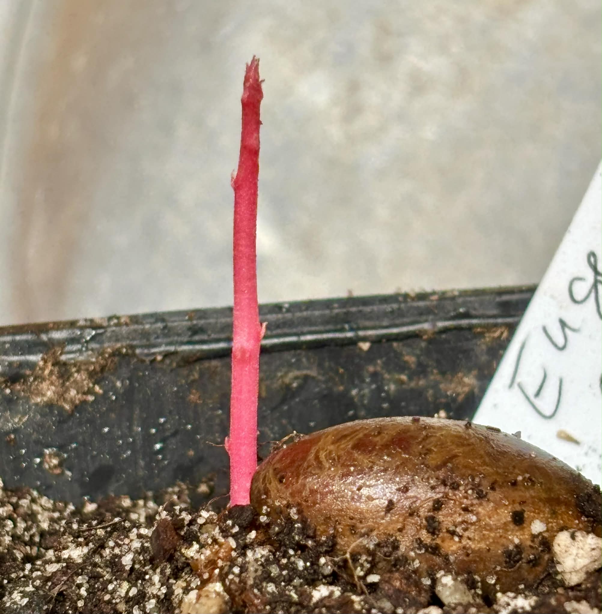 Eugenia sp Pendulifructa - 1 potted seedling / 1 getopfter Sämling