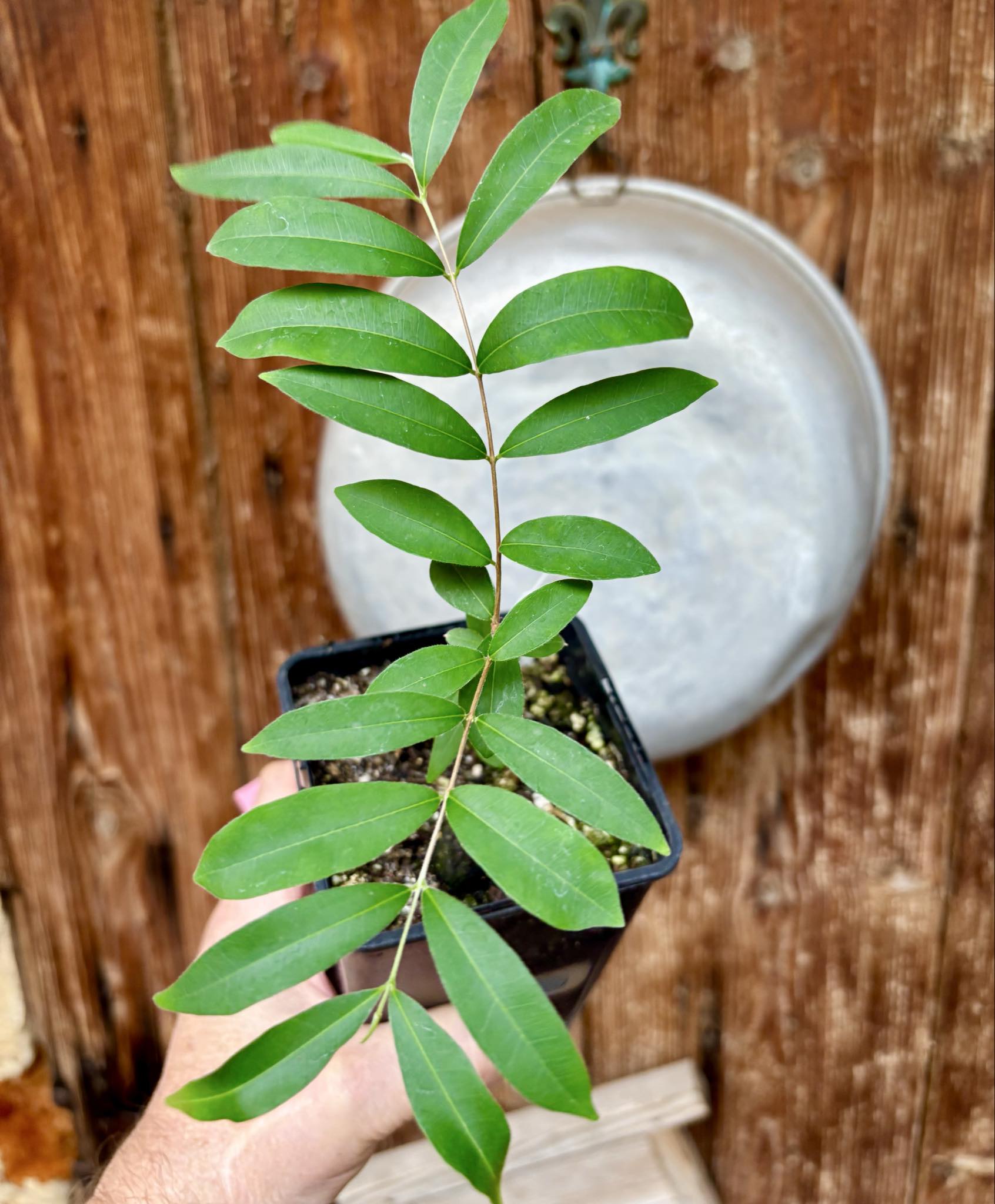 Uvaia do Campo - Eugenia lutescens -  1 potted seedling / 1 getopfter Sämling
