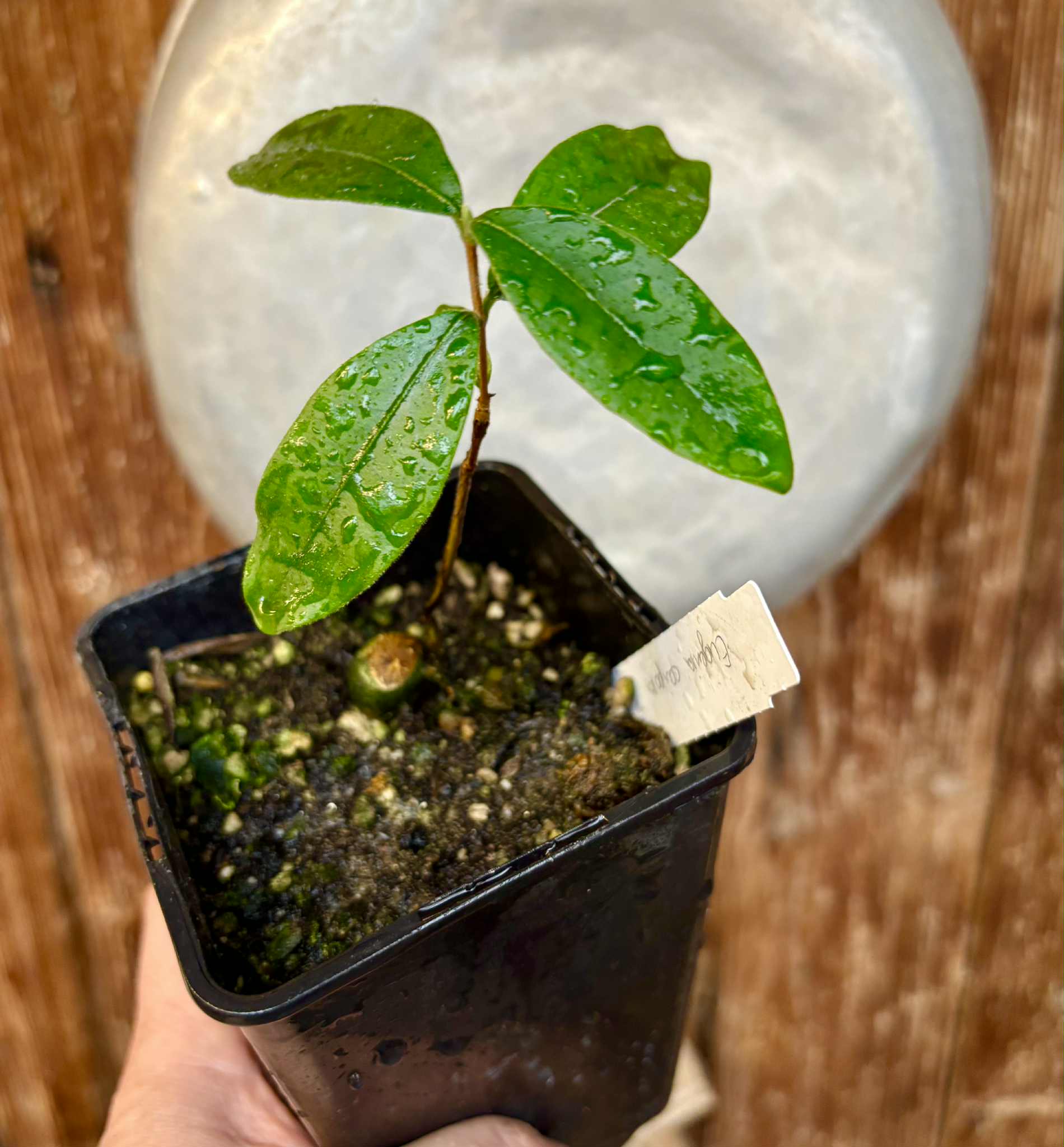 Eugenia caipora BIG -  1 potted plant / 1 getopfte Pflanze