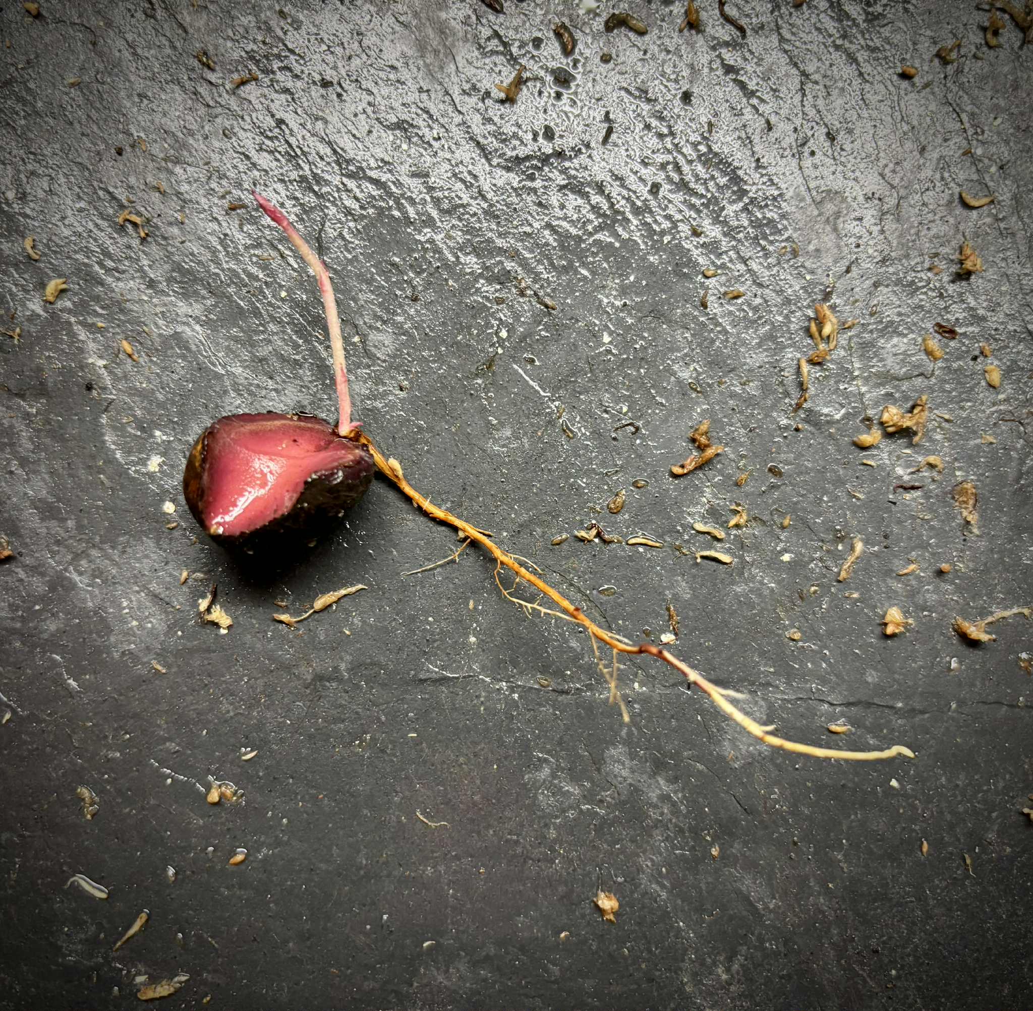 Cambuca (Plinia edulis) - 1 germinated seed / 1 gekeimter Samen