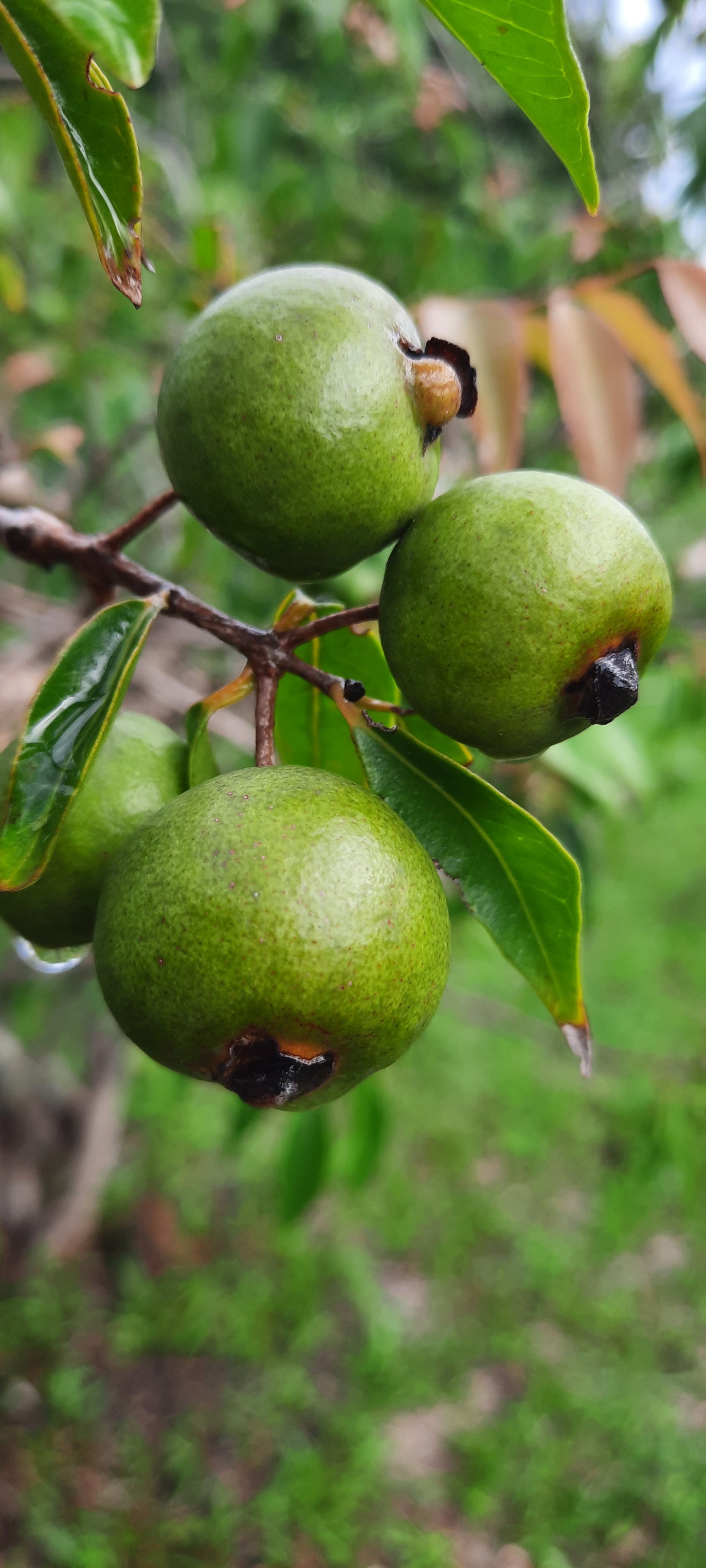 Guayabita (Psidium oligospermum) - 5 fresh seeds / 5 frische Samen Guayabita (Psidium oligospermum) - 5 fresh seeds / 5 frische Samen