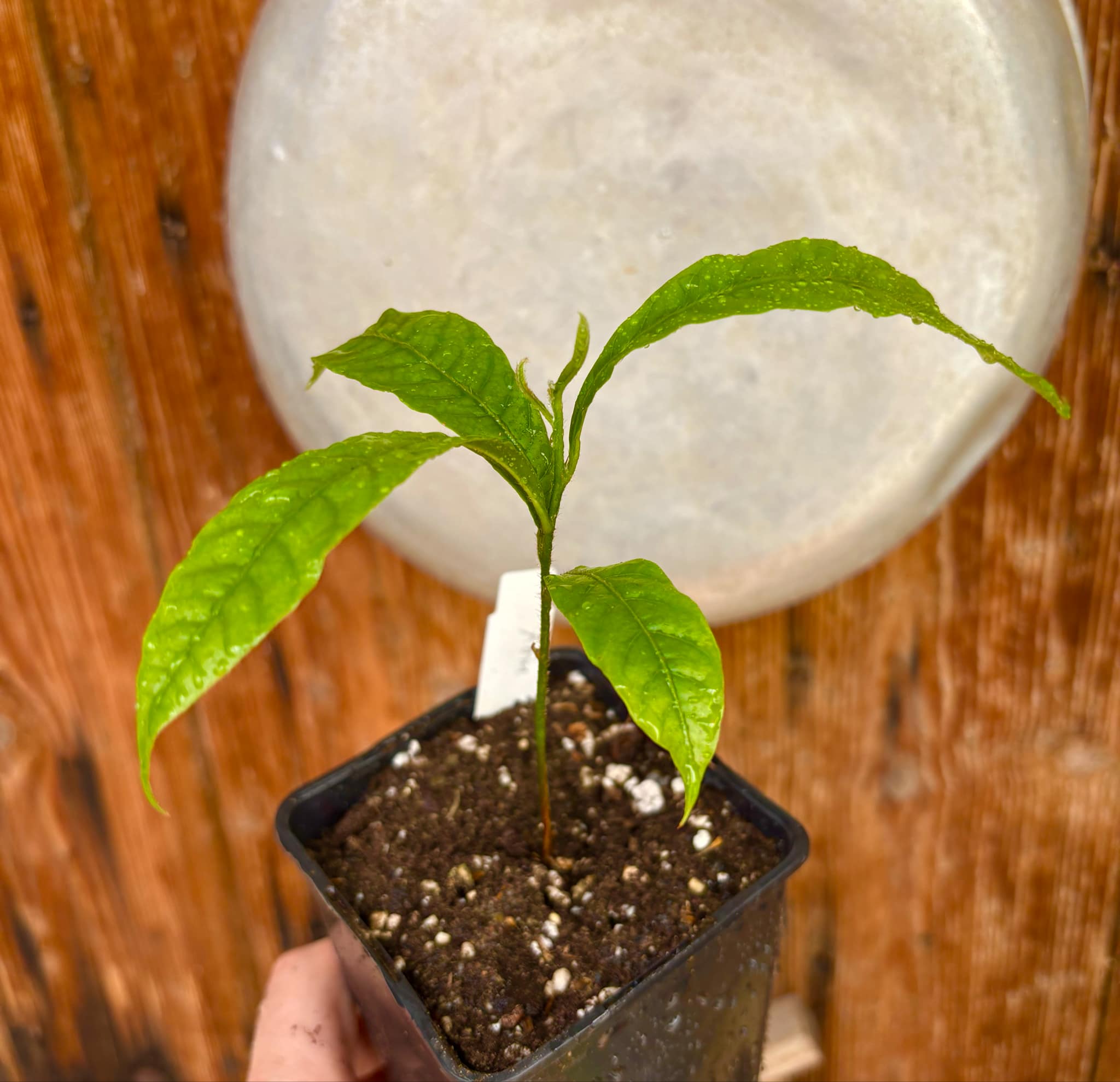 Abiu (Pouteria caimito) - 1 potted plant / 1 getopfte Pflanze