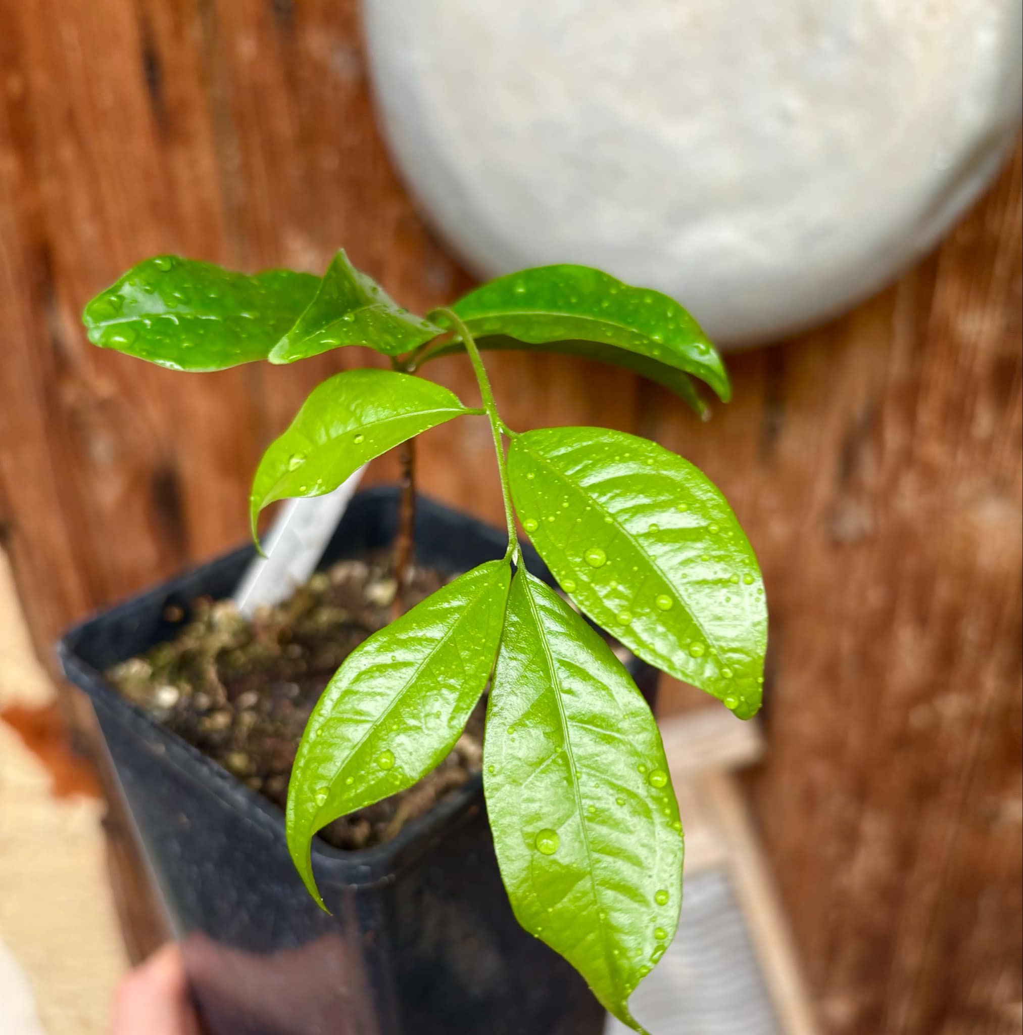 Ruby do Amazonas (Eugenia patrisii) 1 potted seedling / 1 getopfter Sämling
