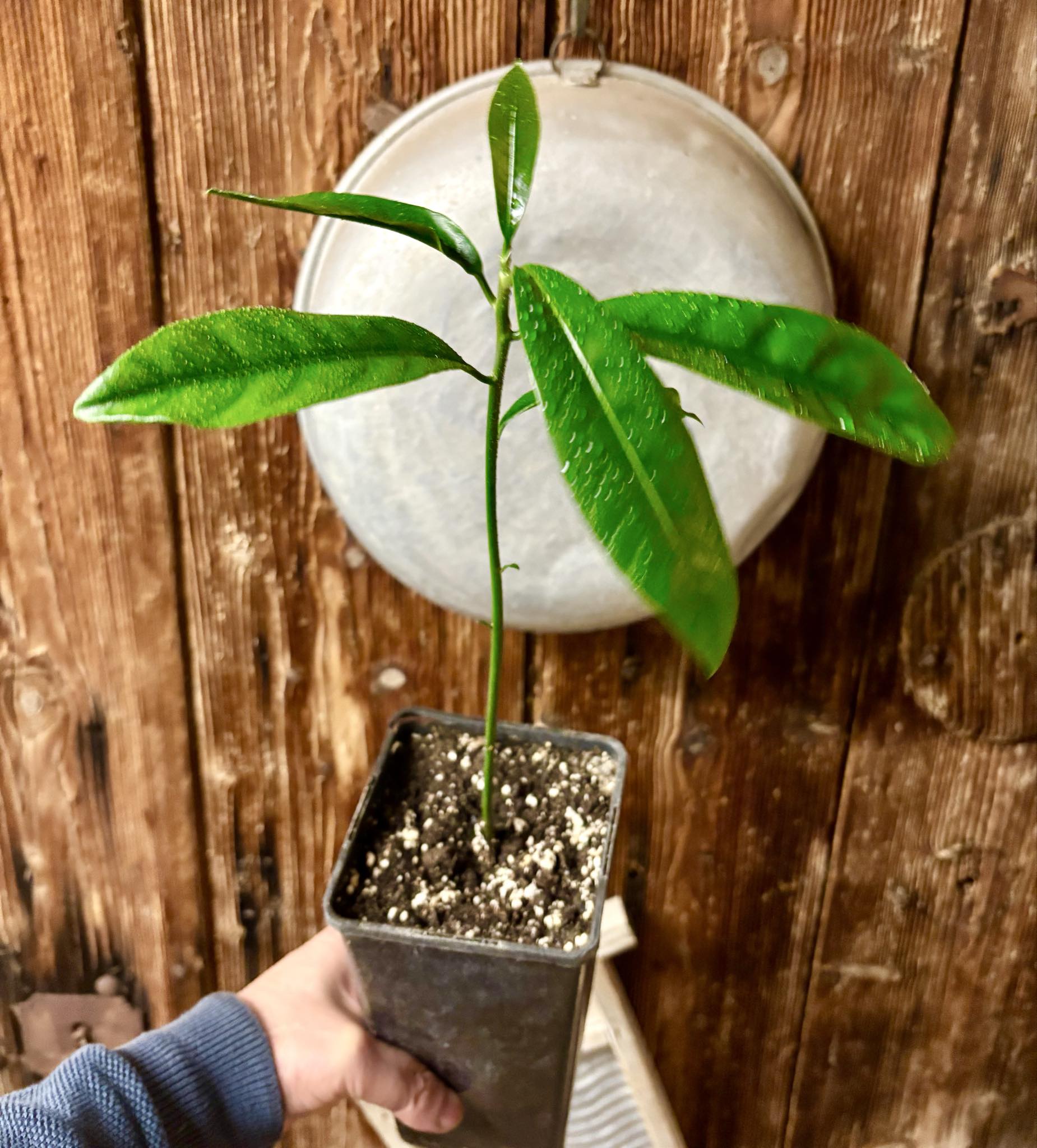 Chrysophyllum sp Abiu Rondonia - 1 potted seedling / 1 getopfter Sämling Chrysophyllum sp Abiu Rondonia - 1 potted seedling / 1 getopfter Sämling