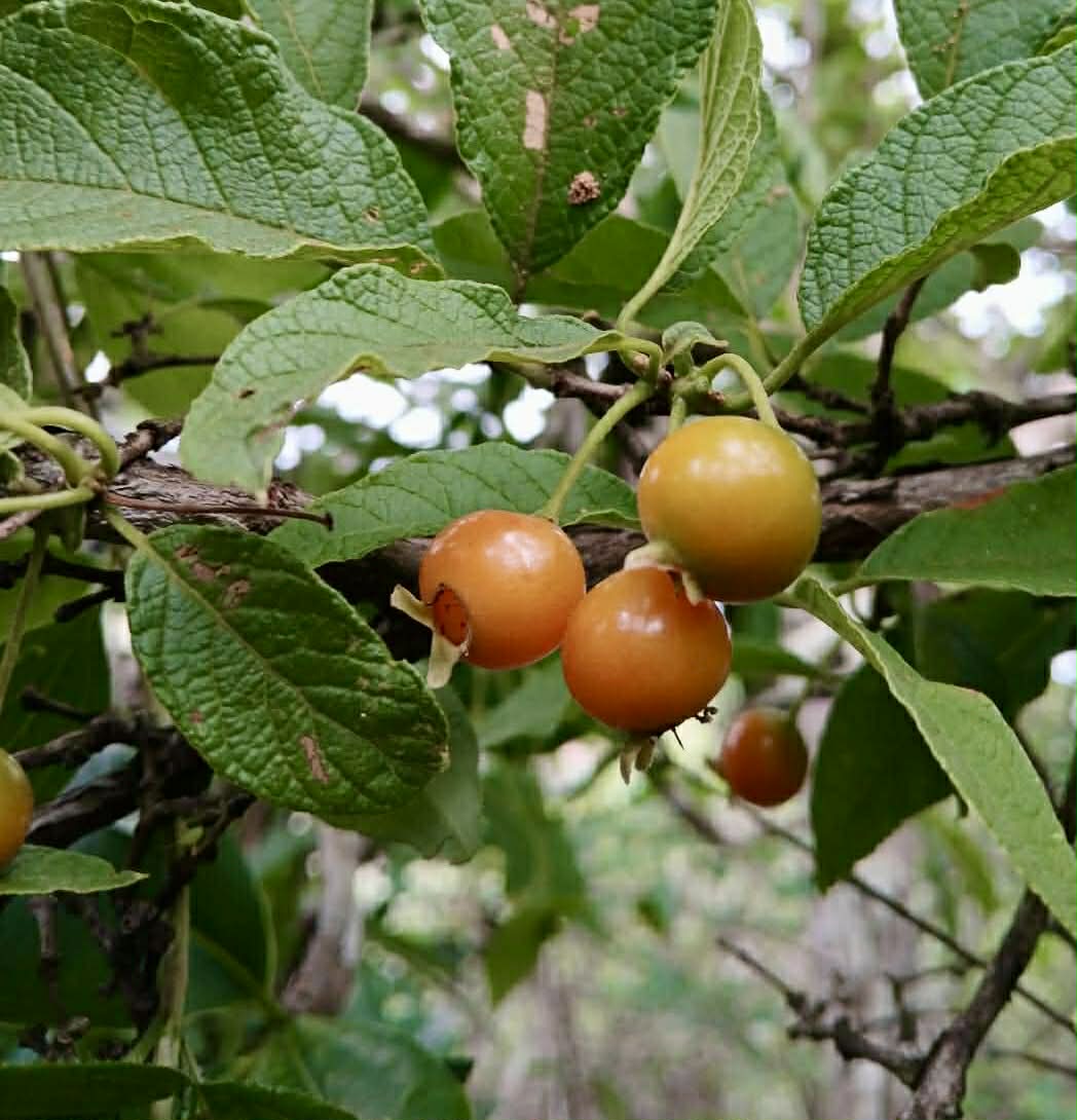 pre Order - Campomanesia aromatica var. Orange - 1 fresh seed / 1 frischer Samen