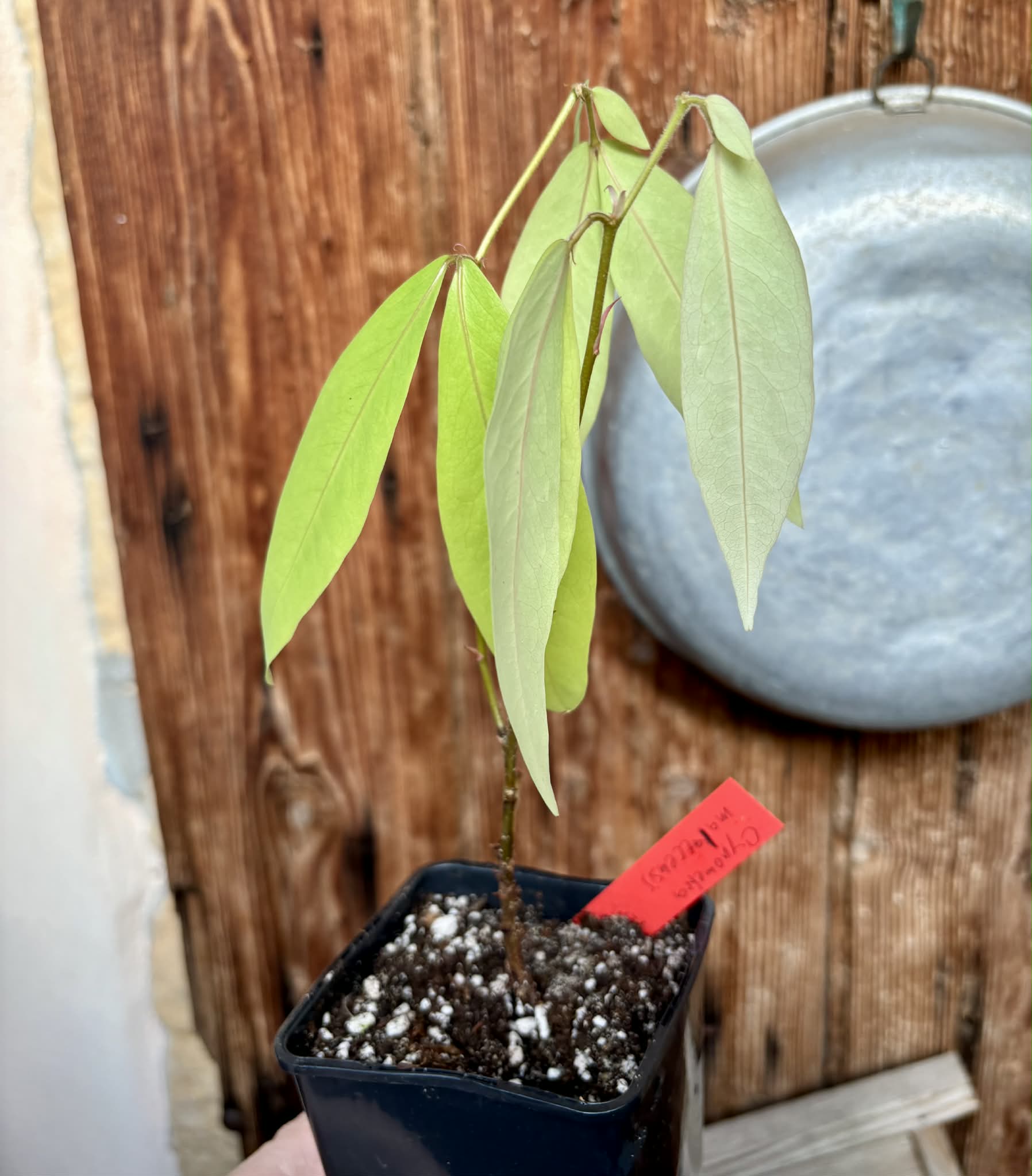 Cynometra malaccensis -  1 potted seedling / 1 getöpfter Sämling