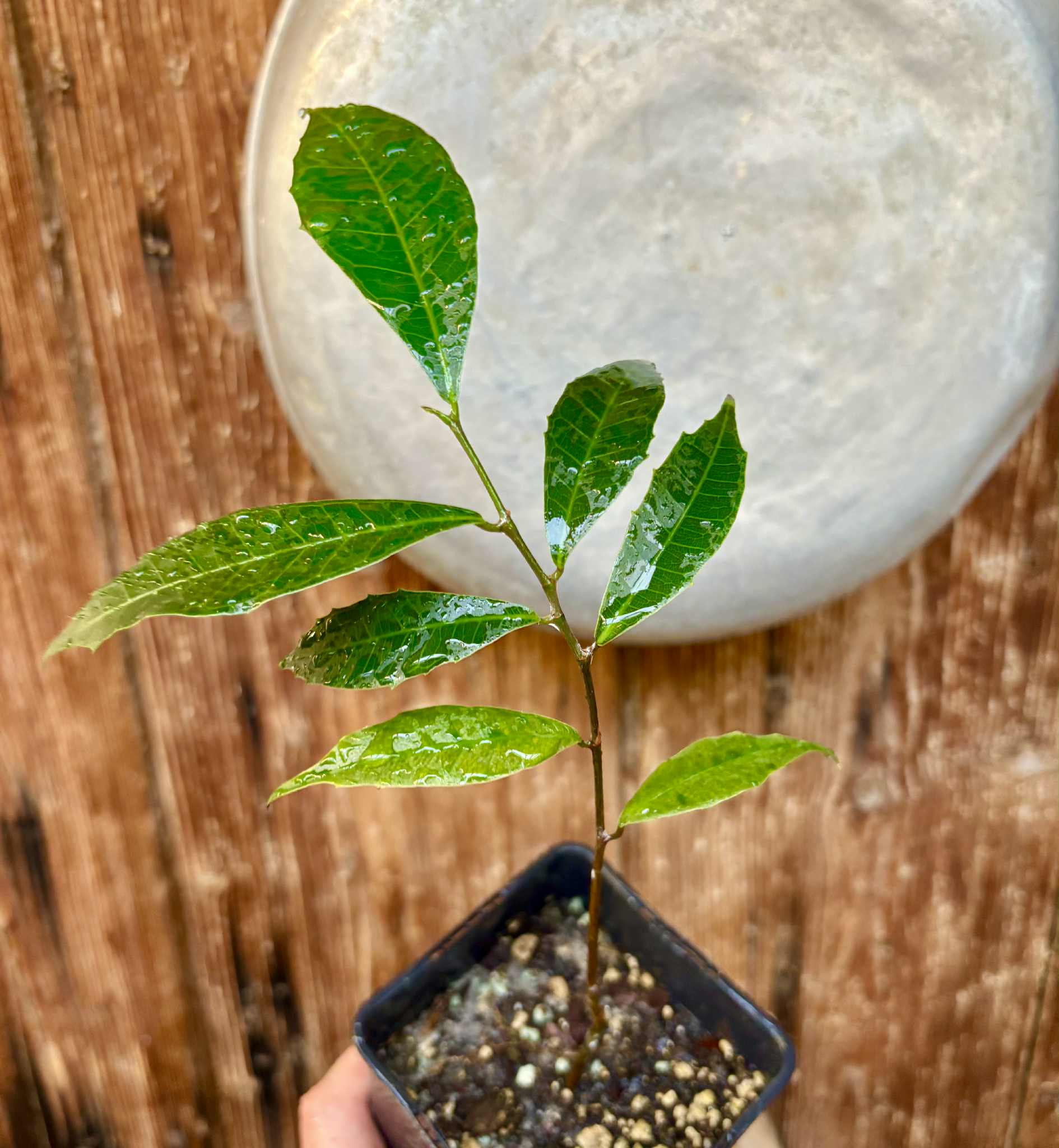 Brosimum alicastrum - Maya nut / Maya Nuss - 1 potted plant / 1 getopfte Pflanze