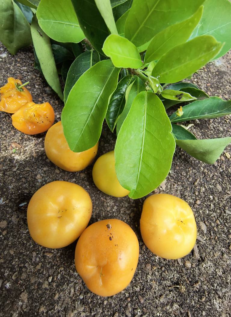 Yellow Acerola (Malpighia glabra) - 1 fresh seed / 1 frischer Samen