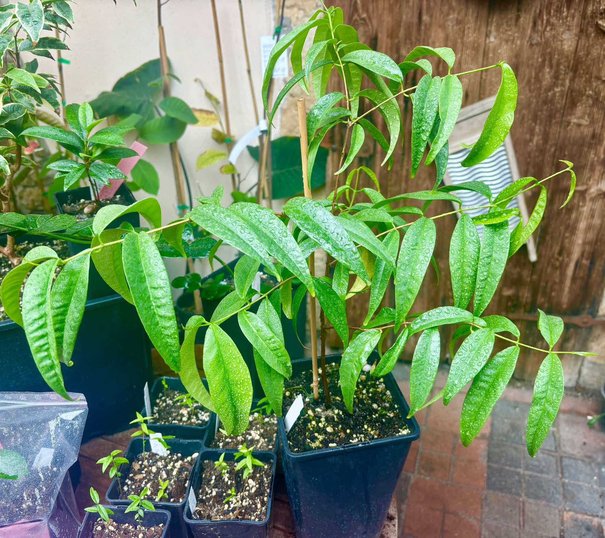 Eugenia sp sect racemosa -  1 potted plant / 1 getopfte Pflanze