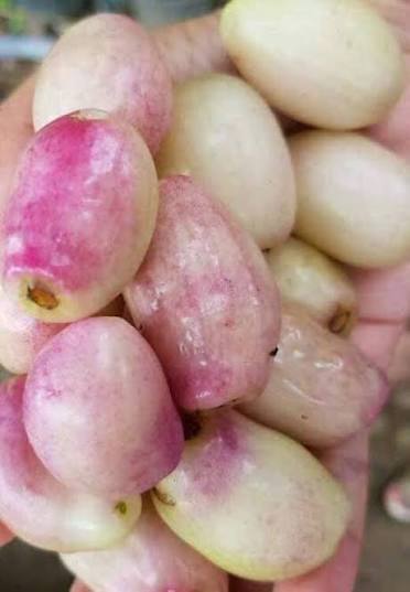 Syzygium cumini var. alba  (White Jambolan) - 1 germinated seed / 1 gekeimter Samen