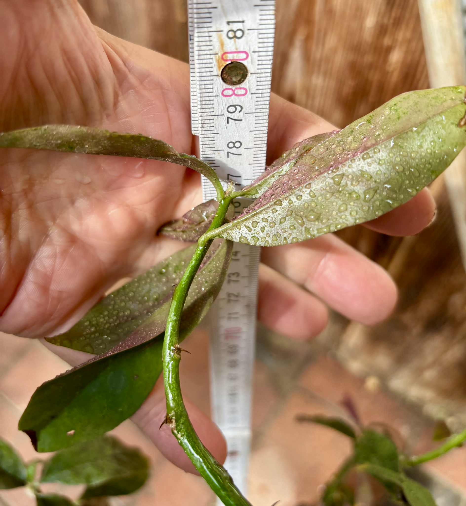 0.8m plant - Barbados Gooseberry - Pereskia aculeata - 1 potted plant / 1 getopfte Pflanze 0.8m plant - Barbados Gooseberry - Pereskia aculeata - 1 potted plant / 1 getopfte Pflanze