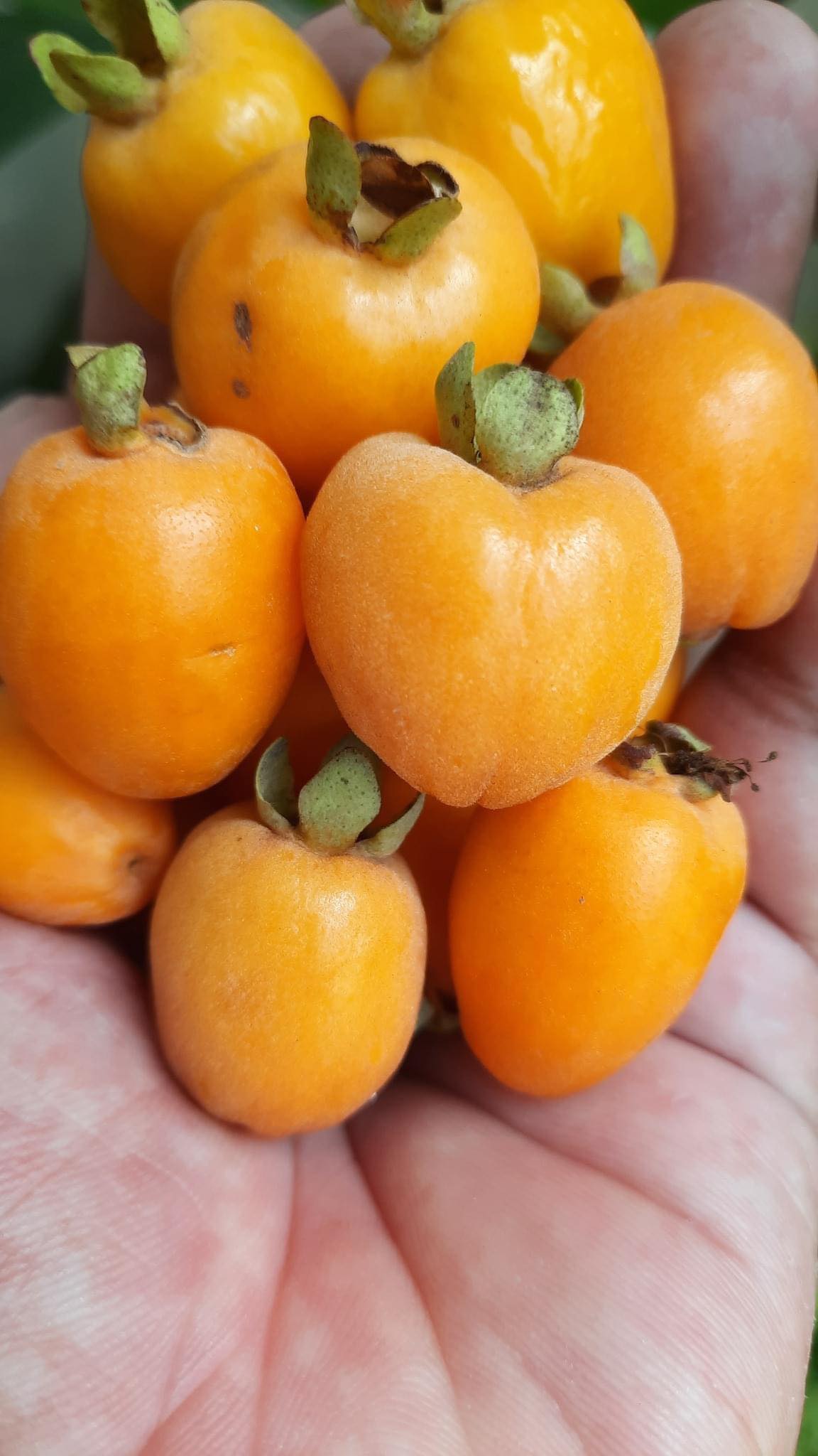 Pitomba da Bahia (Eugenia luschnathiana)