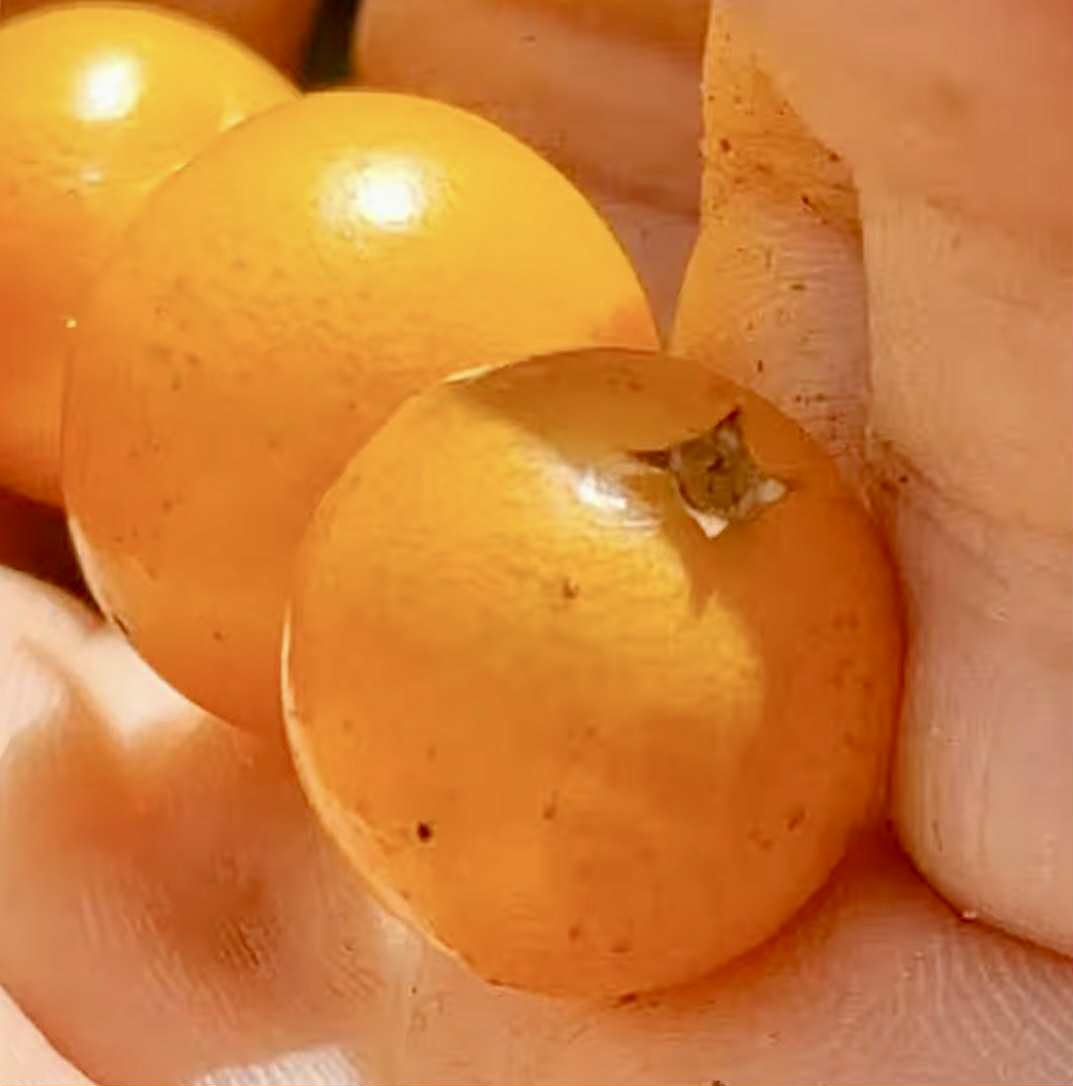 Yellow Guaburiti (Plinia rivularis var. flava) - 1 fresh seed / 1 frischer Samen