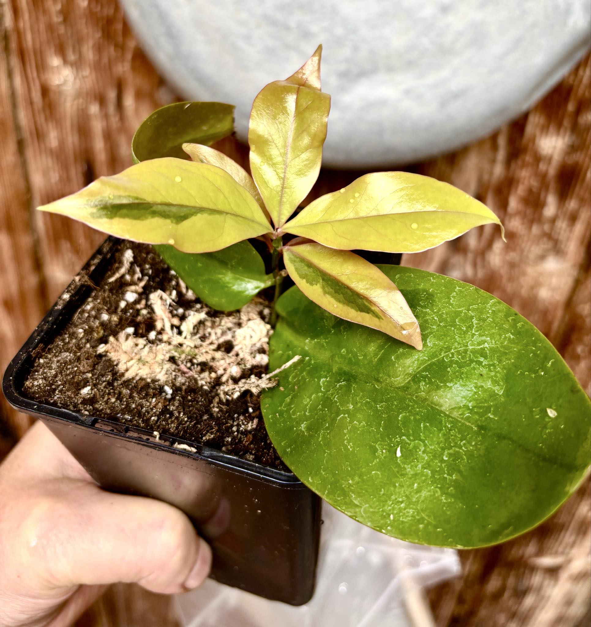Variegated Barbados Gooseberry - (Pereskia aculeata) - 1 potted plant / 1 getopfte Pflanze