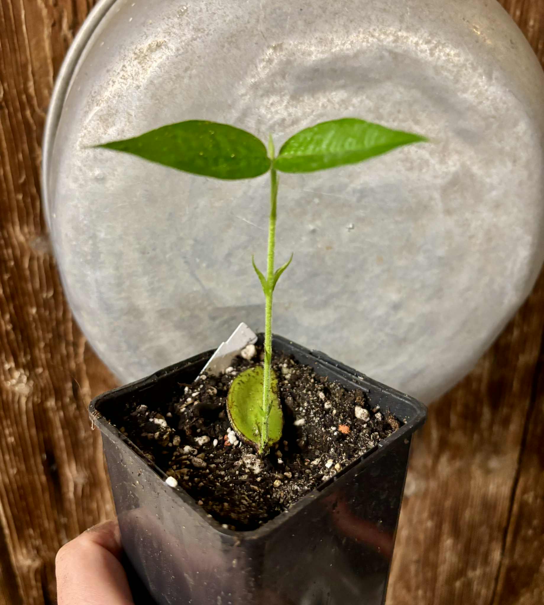 Cambucá-de-calo - (Plinia callosa) -  1 potted seedling / 1 getopfter Sämling