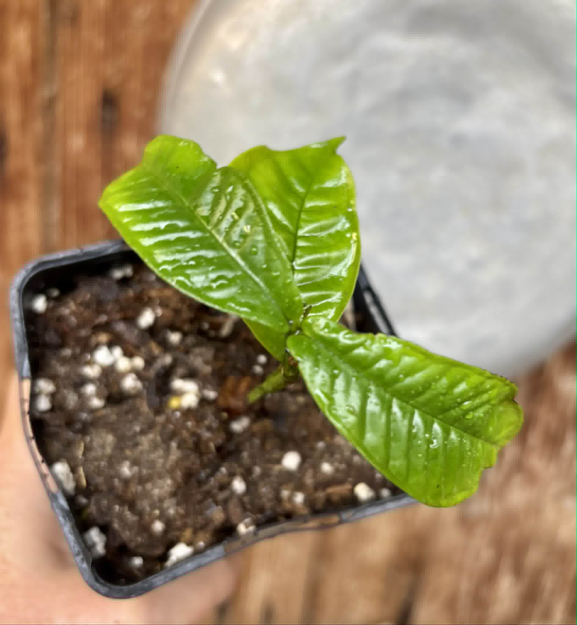 Gowok (Syzygium polycephalum) - 1 potted seedling / 1 getopfter Sämling 