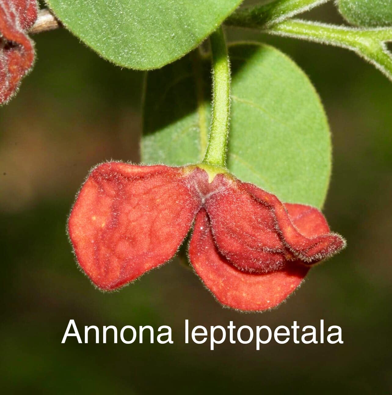 Annona leptopetala  - 1 fresh seed / 1 frischer Samen